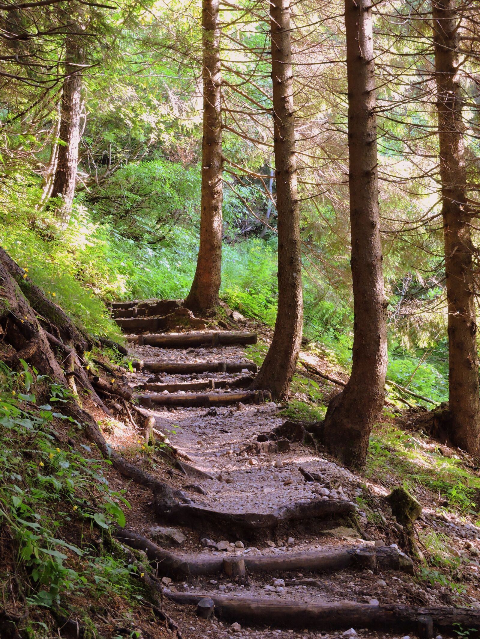 Nikon Coolpix P600 sample photo. Scale, trail, forest photography