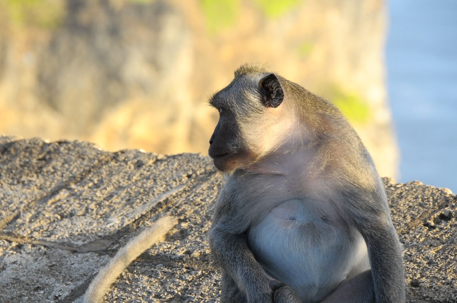 Nikon D300 sample photo. Nature, wildlife, animal photography