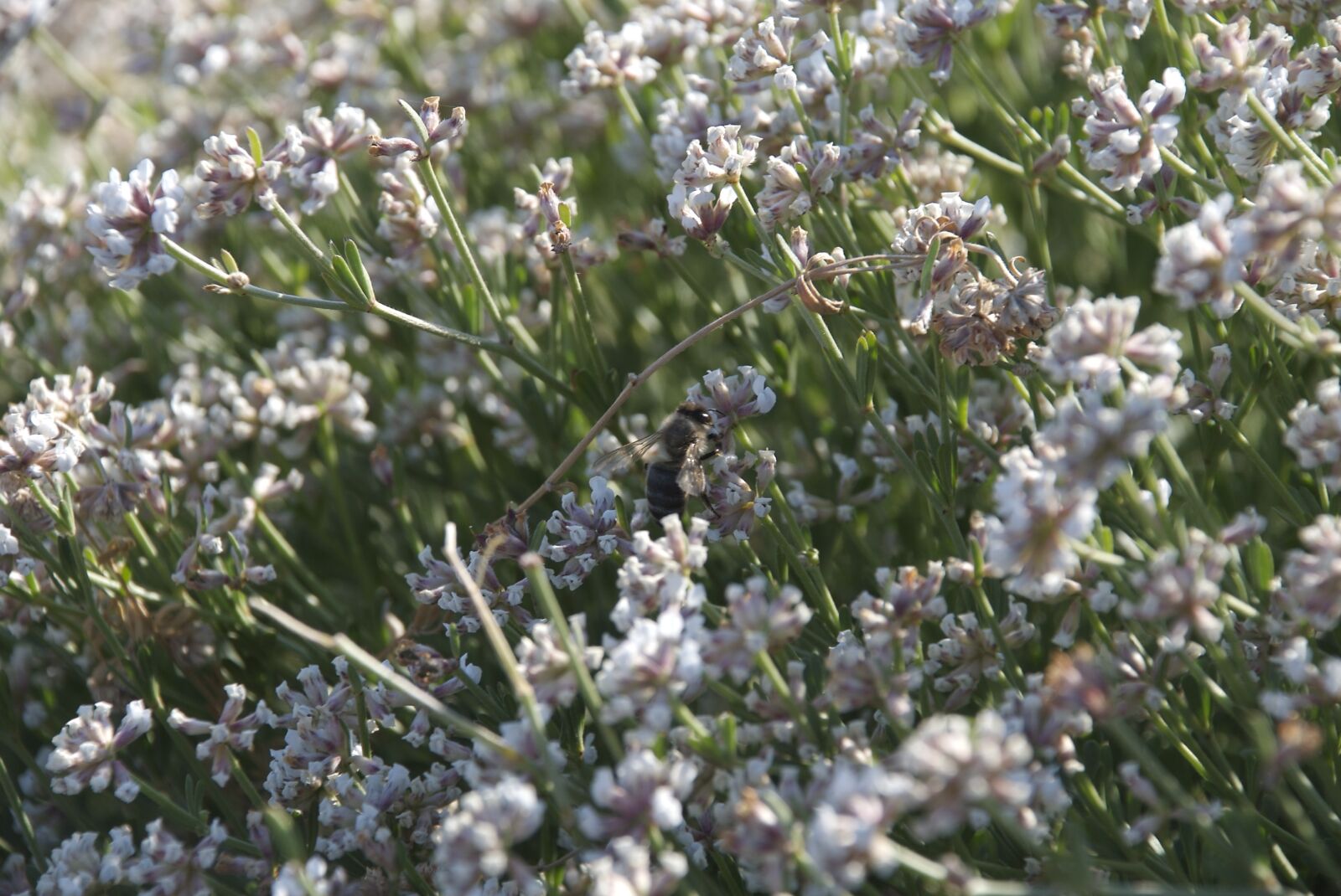Nikon D40X sample photo. Abeillle, insects at work photography