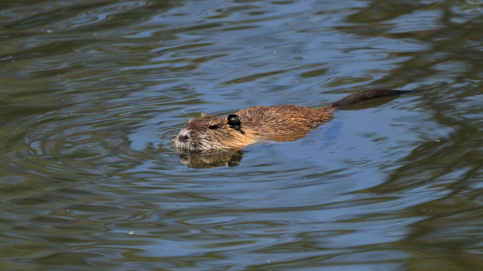 Canon EOS 80D sample photo. Nutria, animal, lake photography
