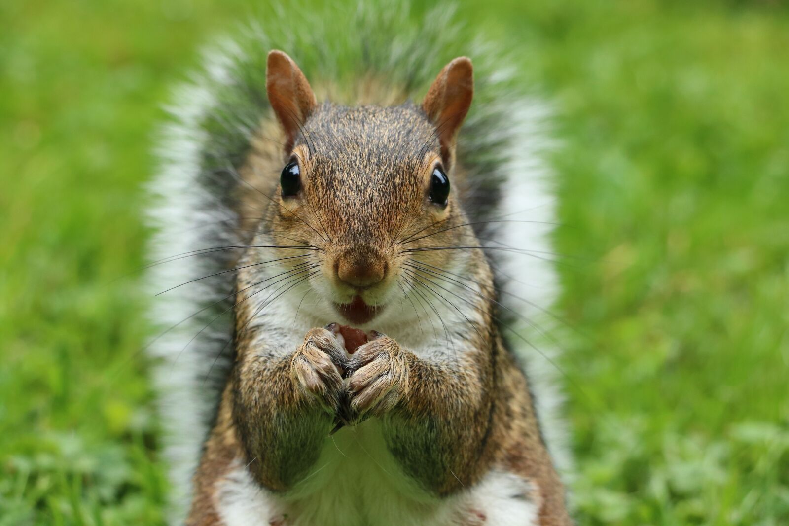 Canon EOS 750D (EOS Rebel T6i / EOS Kiss X8i) sample photo. Squirrel, sciurus carolinensis, grey photography