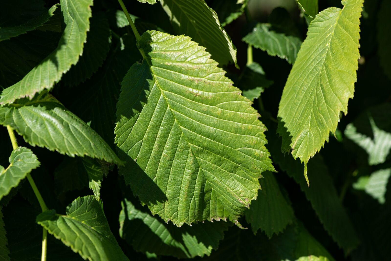 Nikon D750 sample photo. Leaves, green, structure photography
