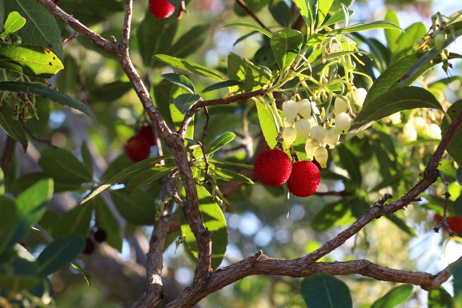 Canon EOS 1200D (EOS Rebel T5 / EOS Kiss X70 / EOS Hi) sample photo. Fruit, tree, nature photography