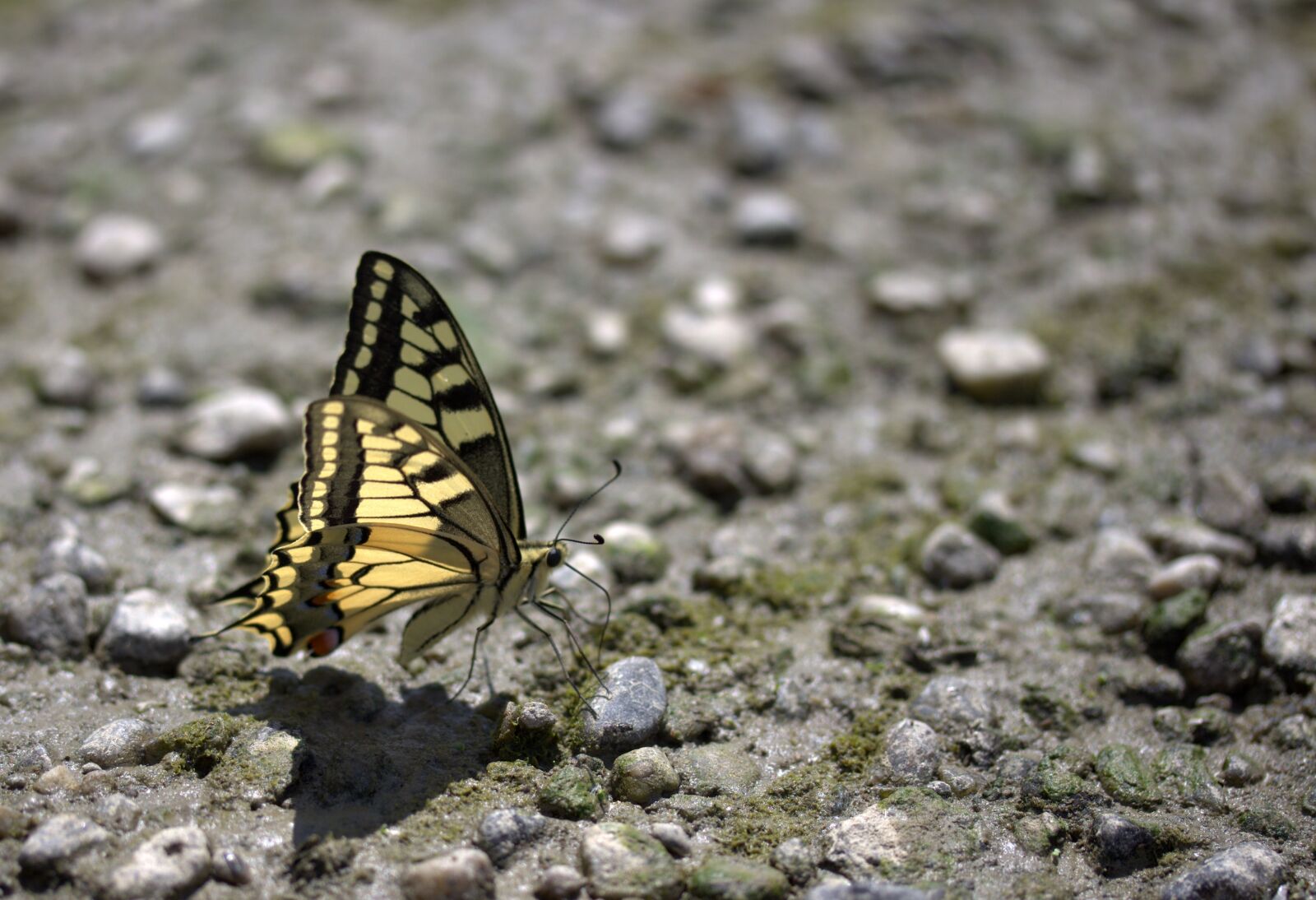 Canon EF-S 60mm F2.8 Macro USM sample photo. Butterfly, dovetail, drink photography