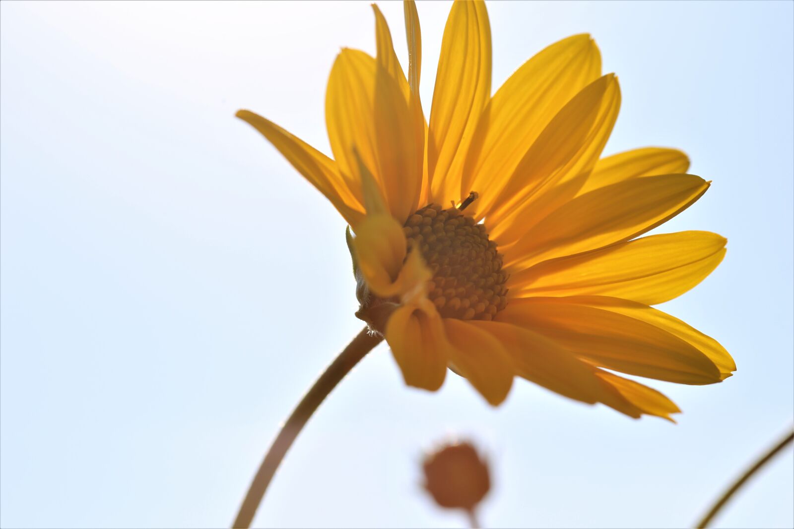 Canon EOS 6D + Canon EF 100mm F2.8 Macro USM sample photo. Arnica, flower, yellow photography