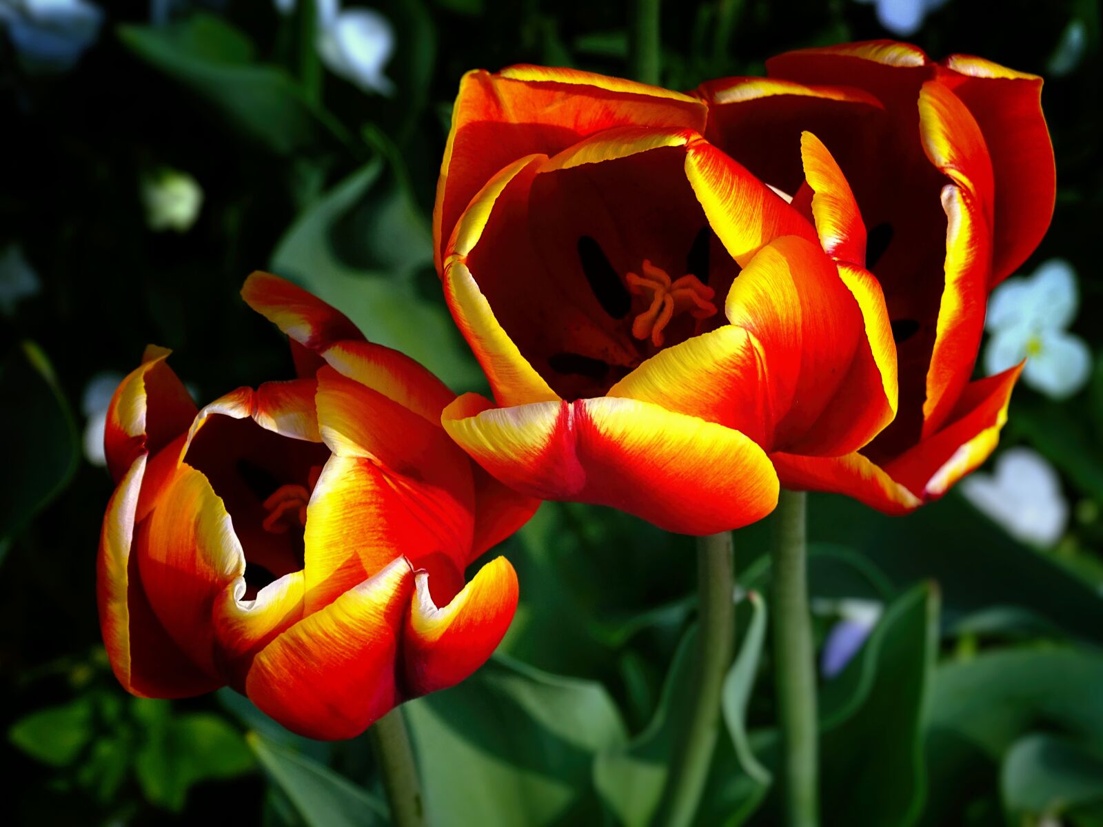 Sony Cyber-shot DSC-HX400V sample photo. Tulips, flowers, nature photography