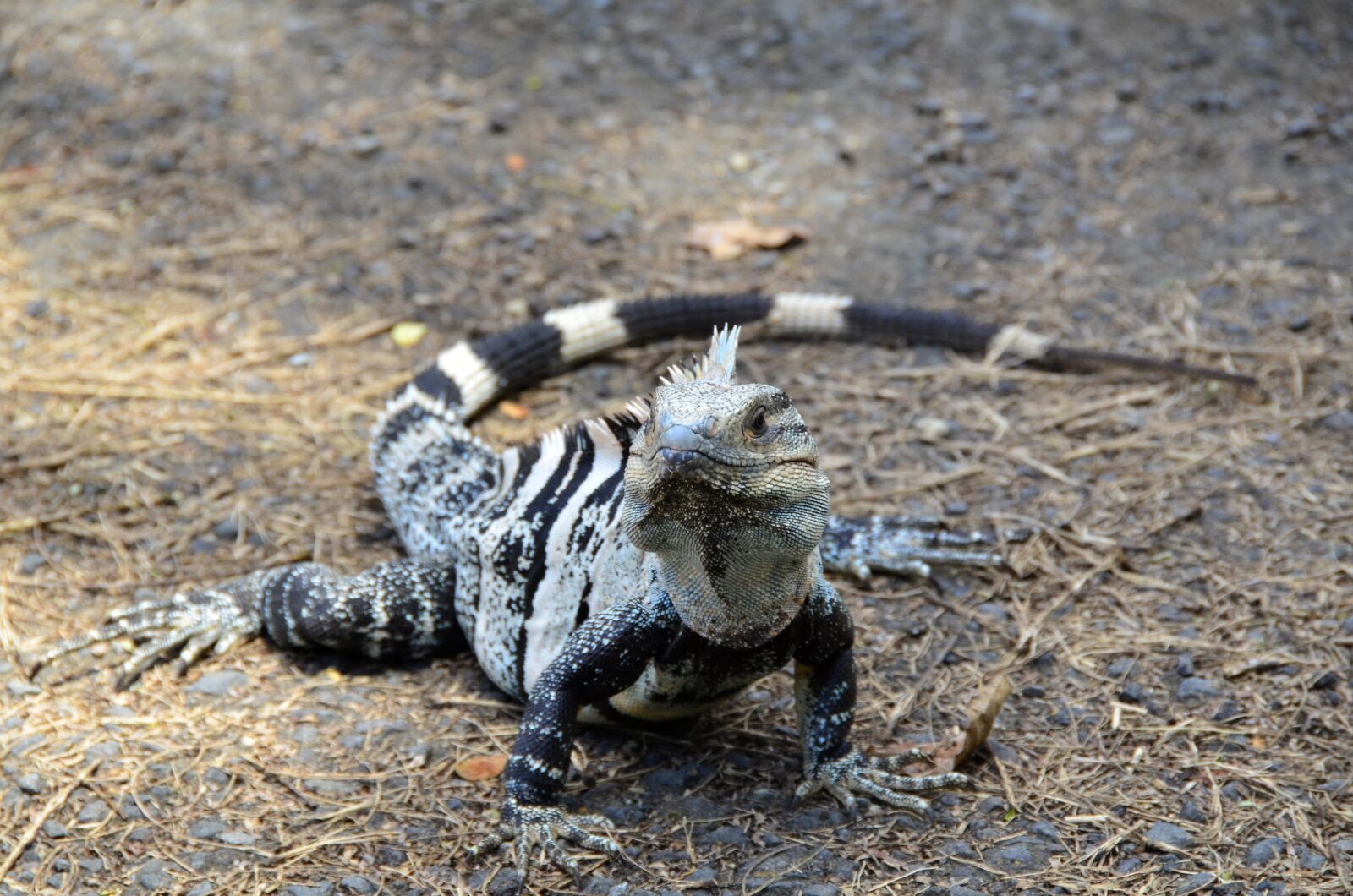 Nikon D7000 sample photo. Costa rica, black iguana photography