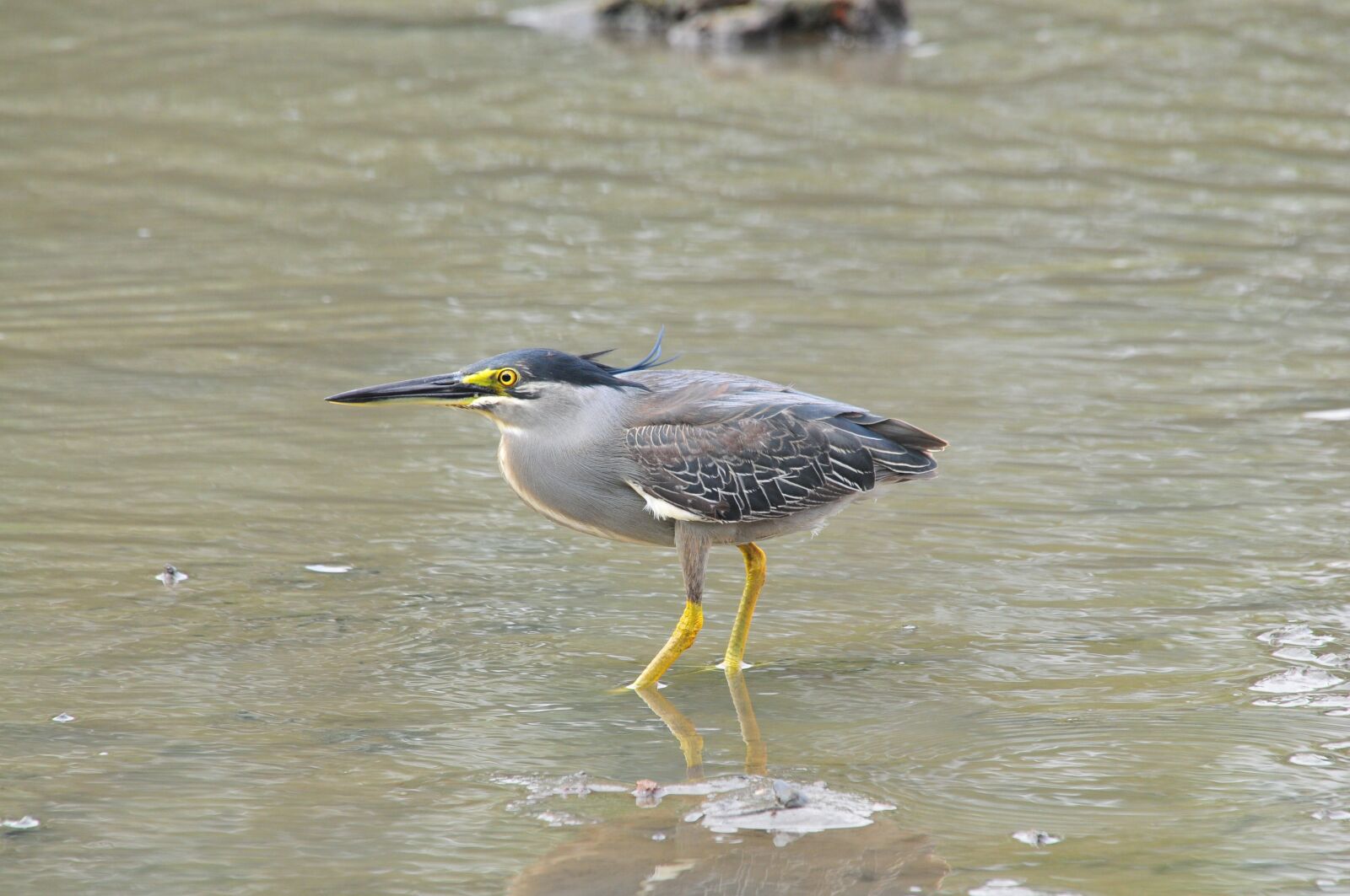 Nikon D300 sample photo. Bird, waters, wild animals photography