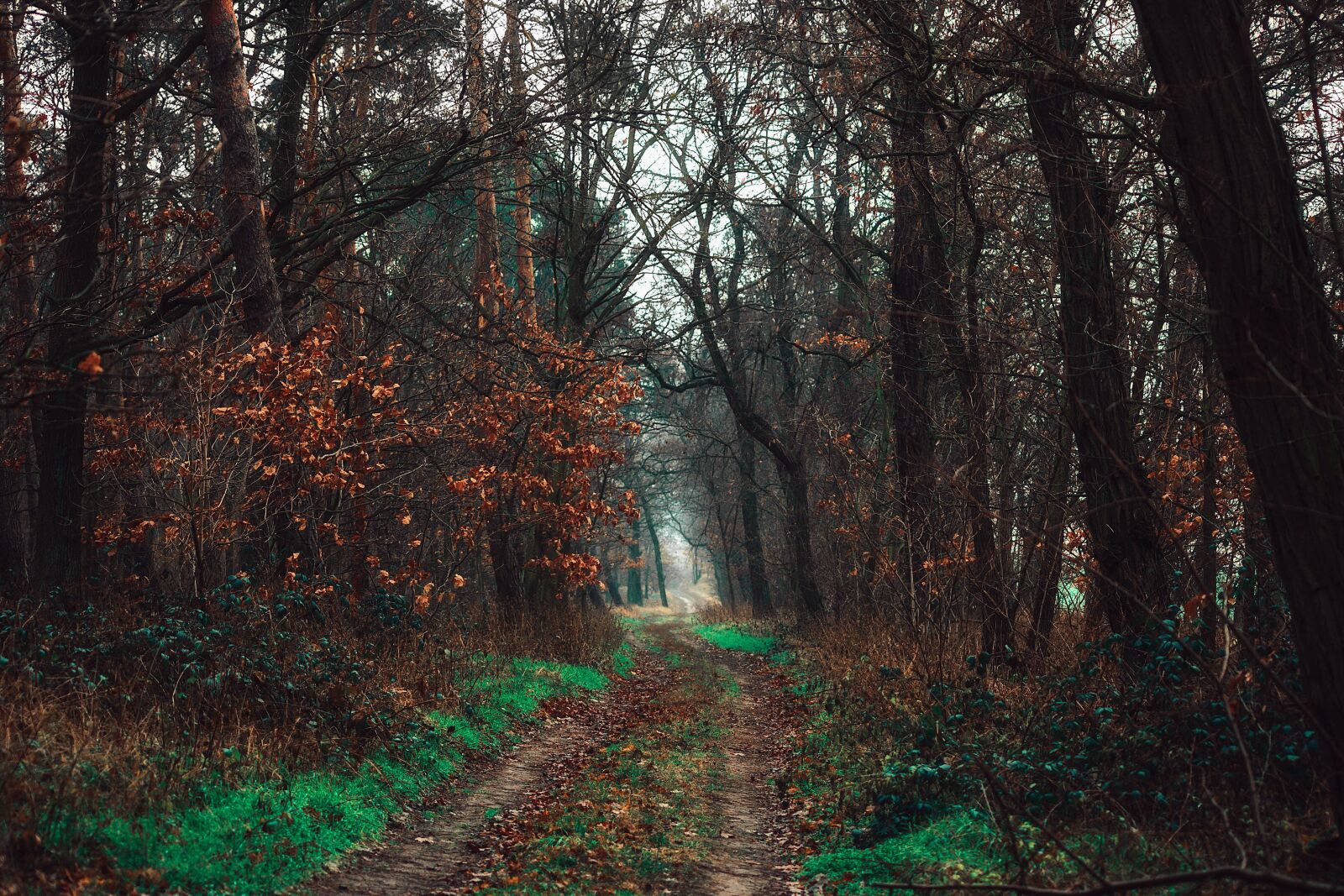 Canon EOS 6D sample photo. Forest, the path, way photography