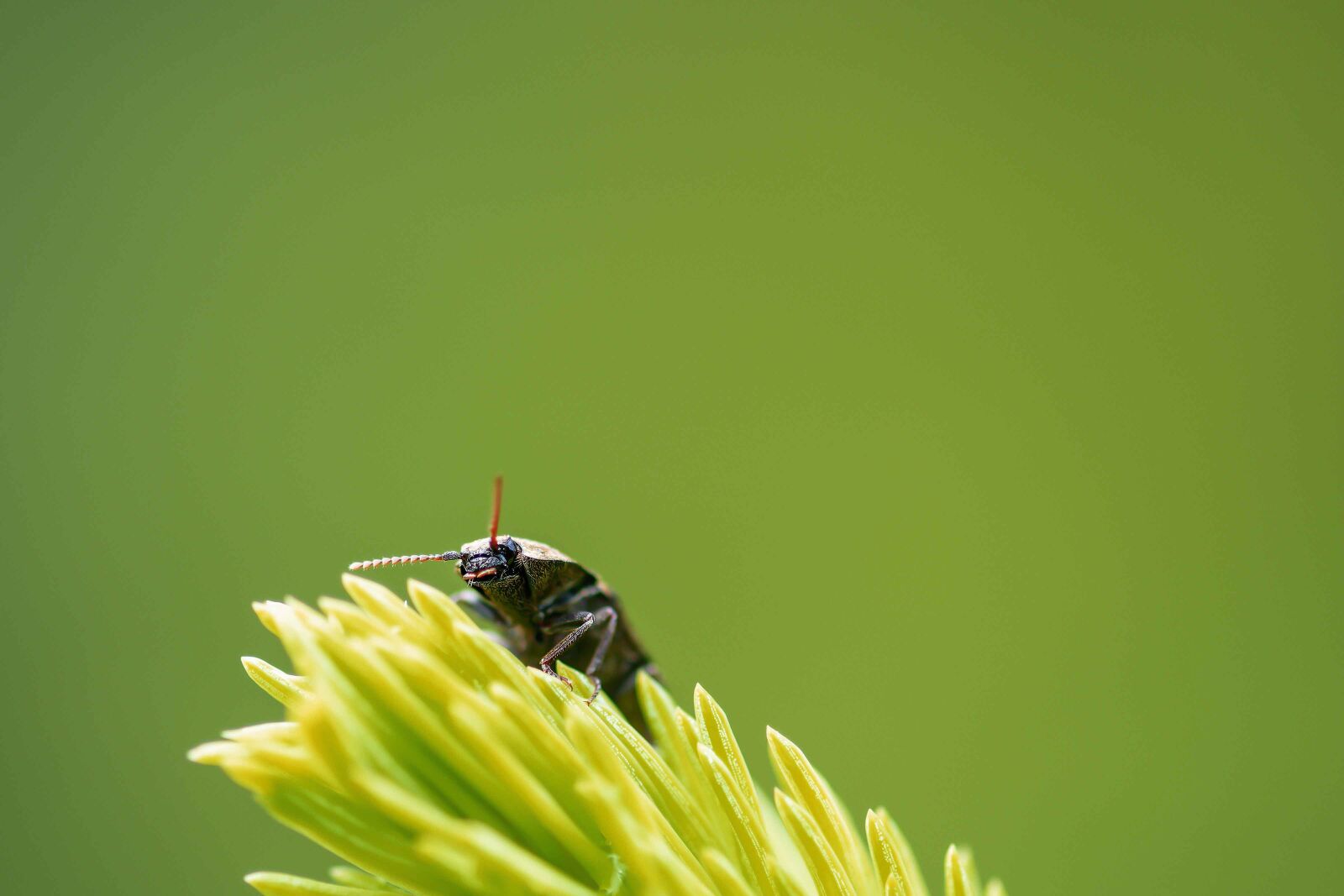 Nikon D7200 sample photo. Small oak longhorned beetle photography