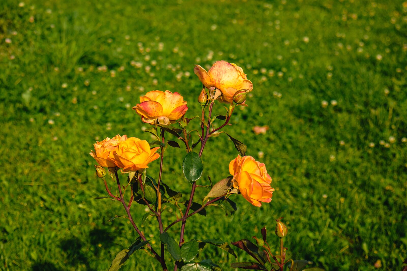 Canon EOS 77D (EOS 9000D / EOS 770D) sample photo. Rose, roses, flower photography