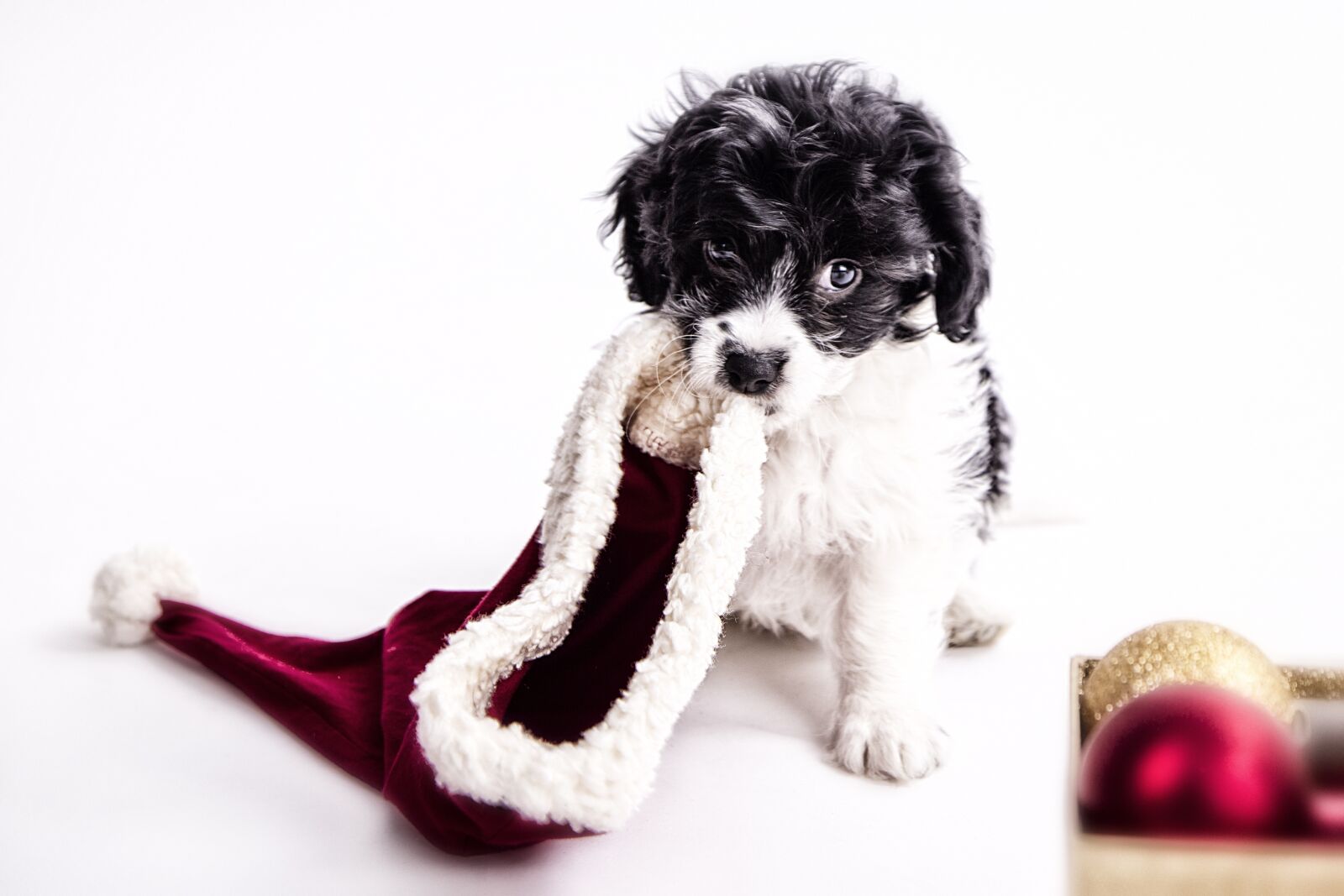Canon EOS 6D + Canon EF 24-105mm F4L IS USM sample photo. Puppy, welpe, dog photography