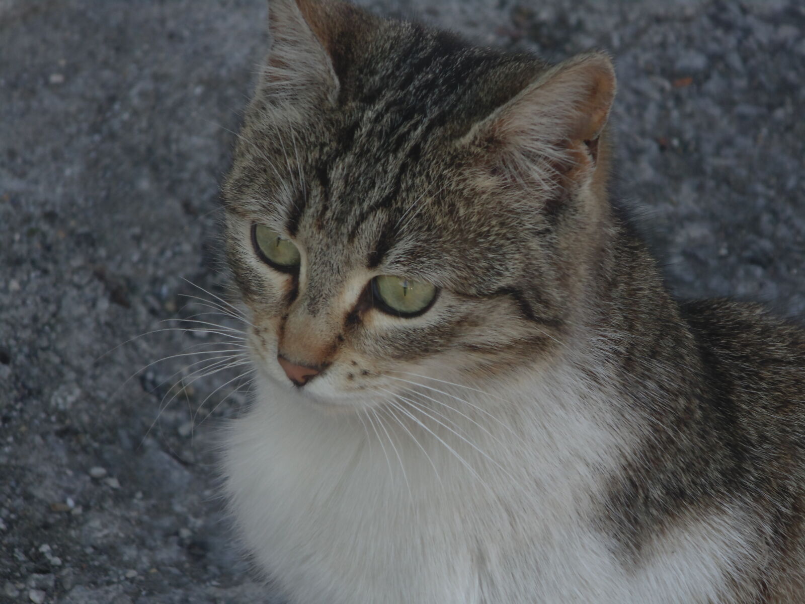 Sony DSC-H100 sample photo