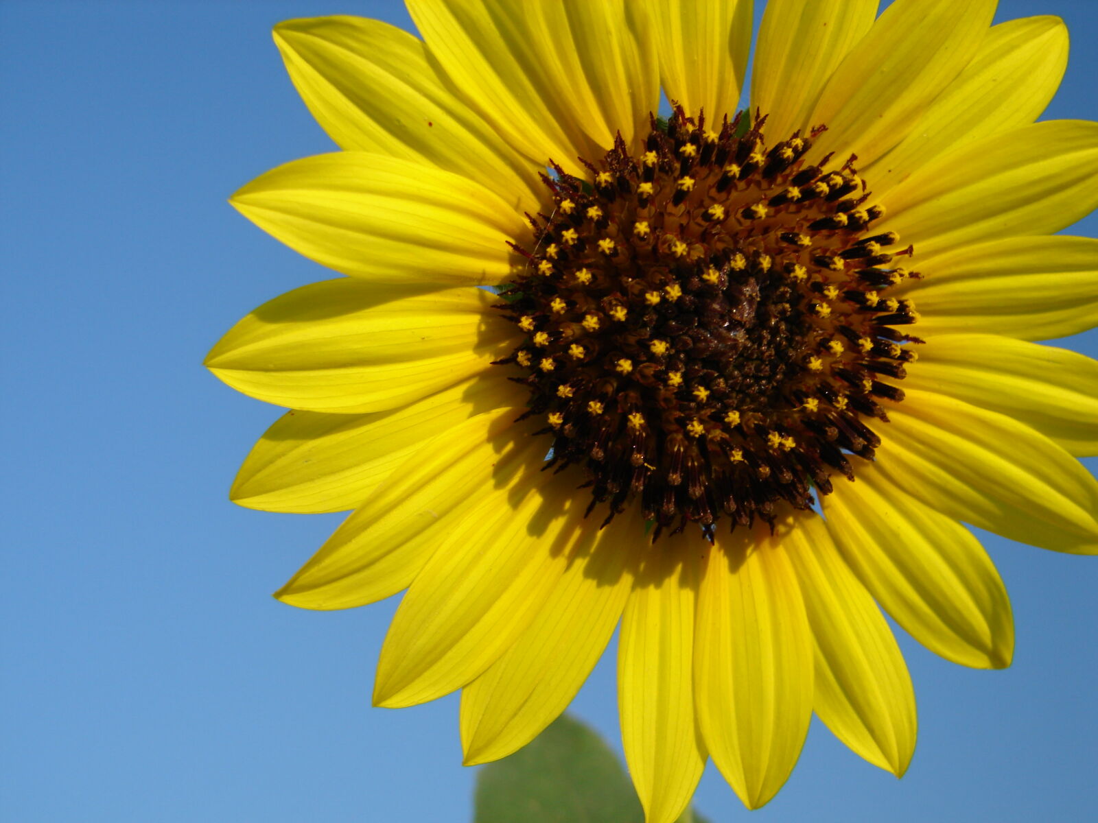 Sony DSC-H1 sample photo. Close, up, of, sunflower photography