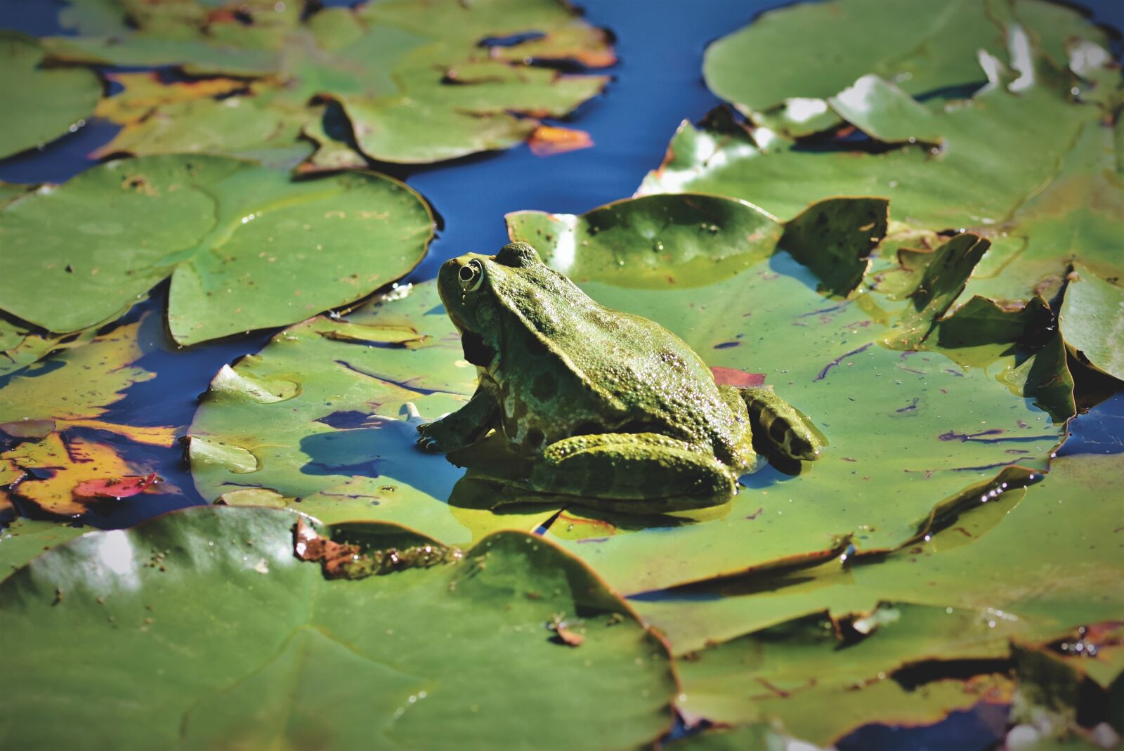 Nikon D7200 sample photo. Frog, toad, amphibians photography