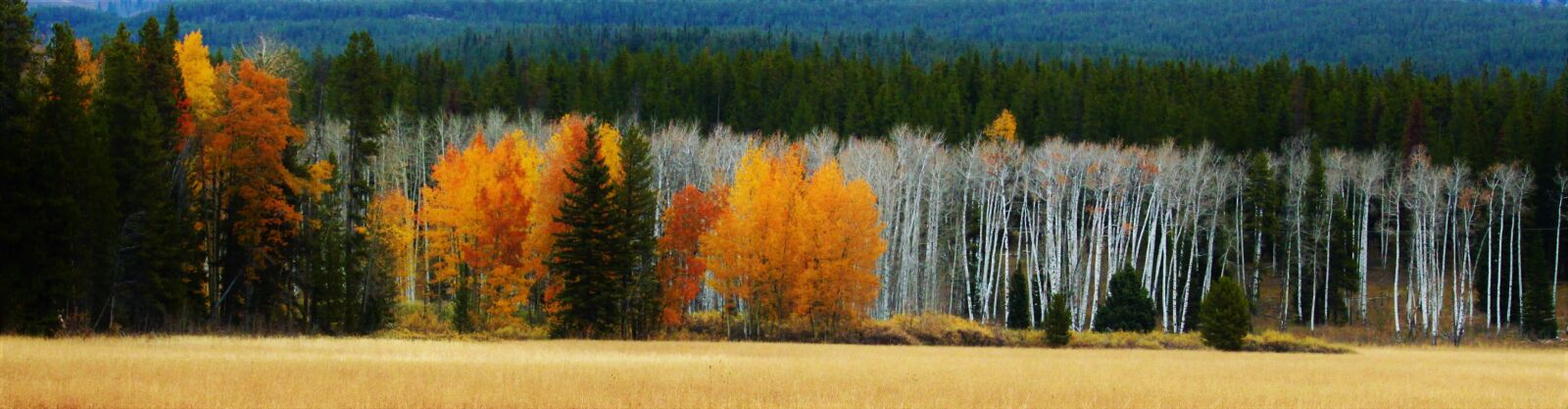 Canon EOS 500D (EOS Rebel T1i / EOS Kiss X3) sample photo. Aspen, grove, forest photography