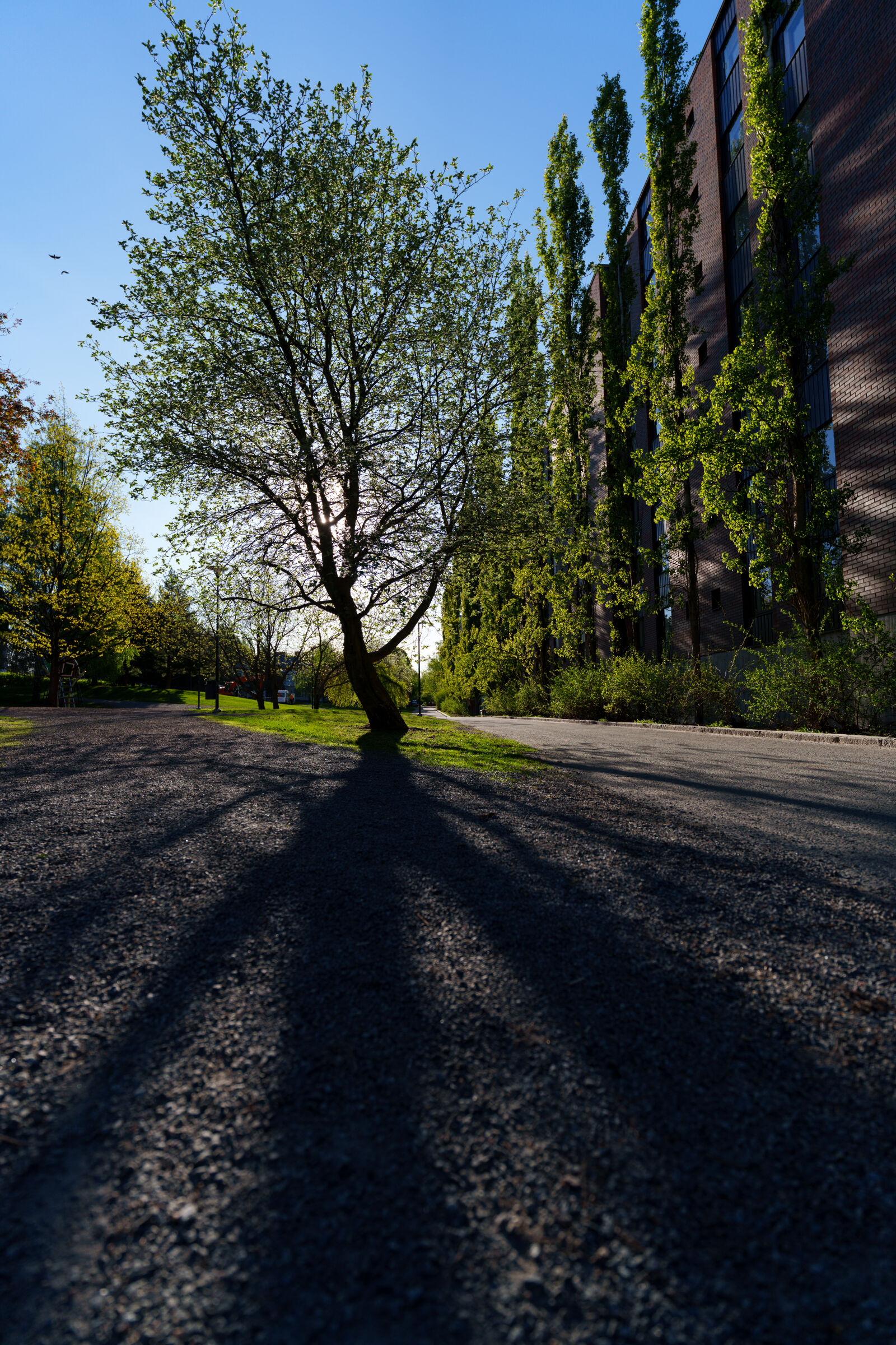 Sony a7R V sample photo. Morning tree photography