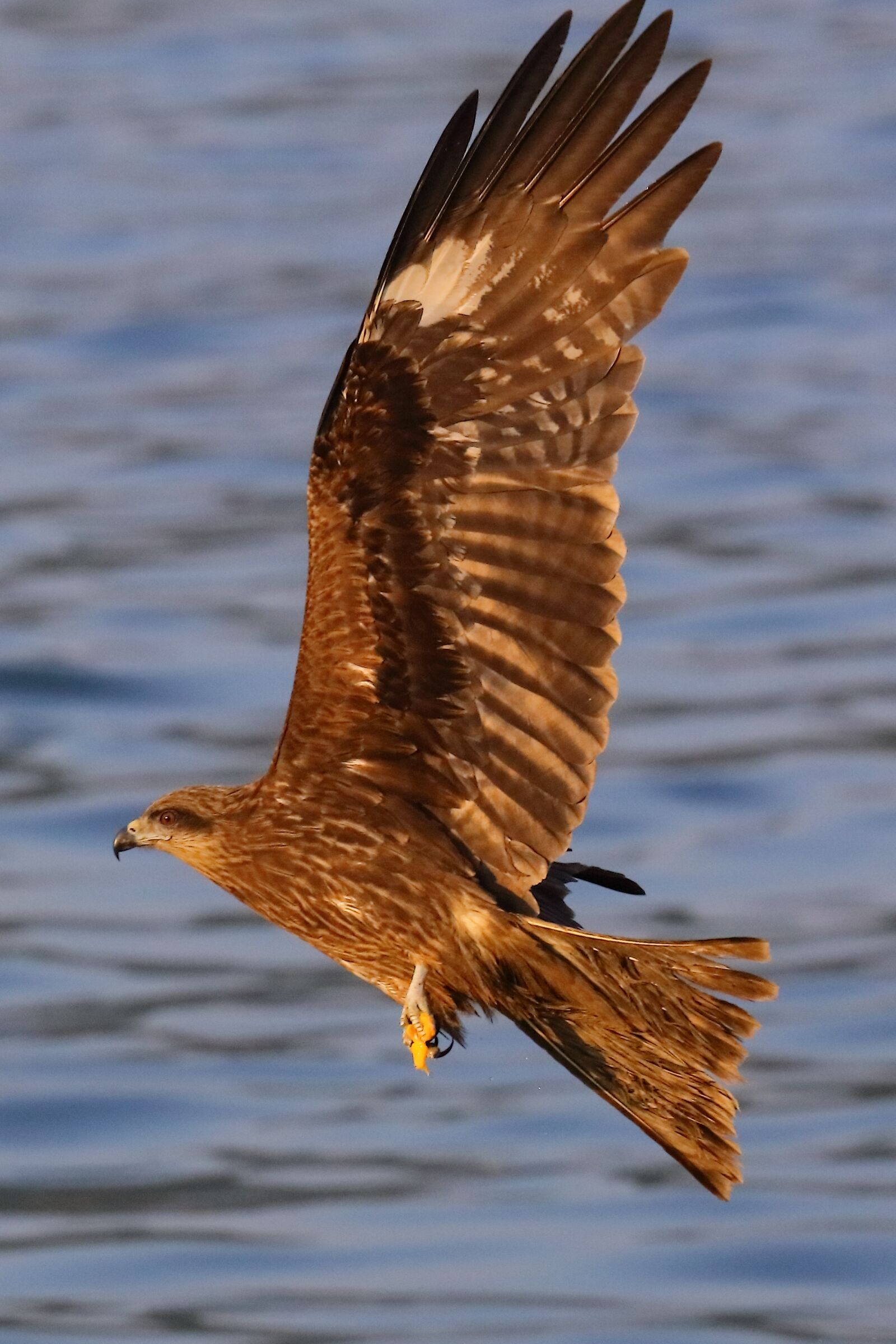 Canon EOS 5DS R sample photo. Birds, sea, eagle photography