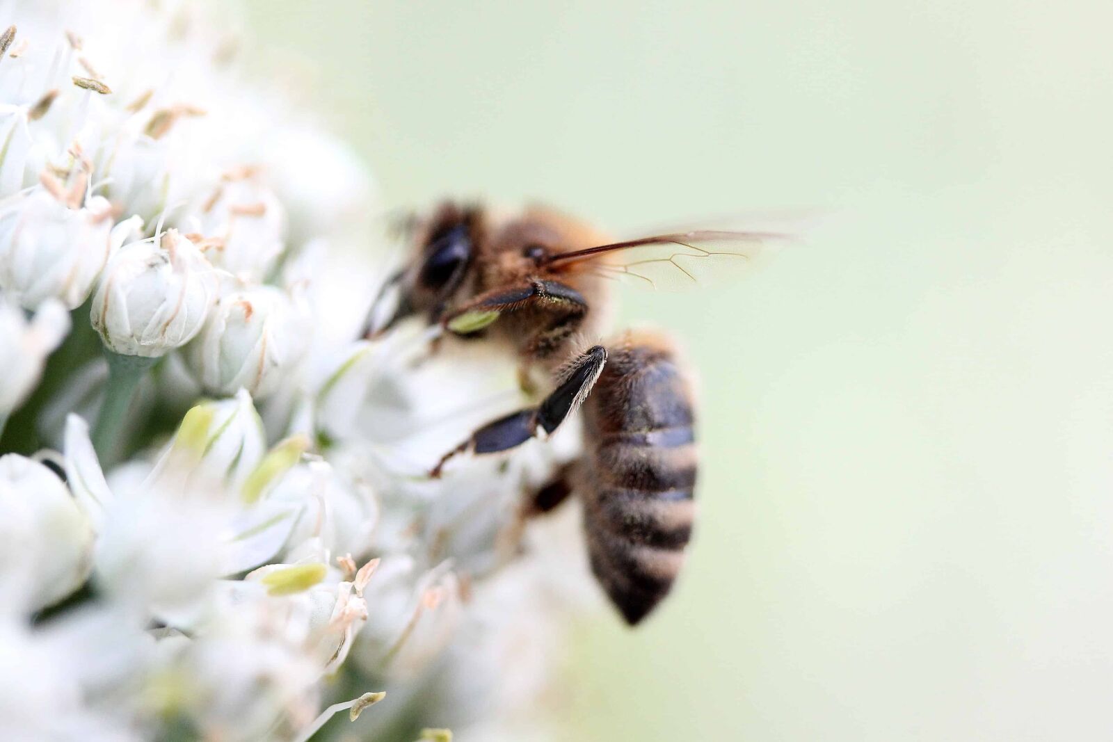 Canon EOS 1100D (EOS Rebel T3 / EOS Kiss X50) sample photo. Bee, pollen, nature, pollination photography