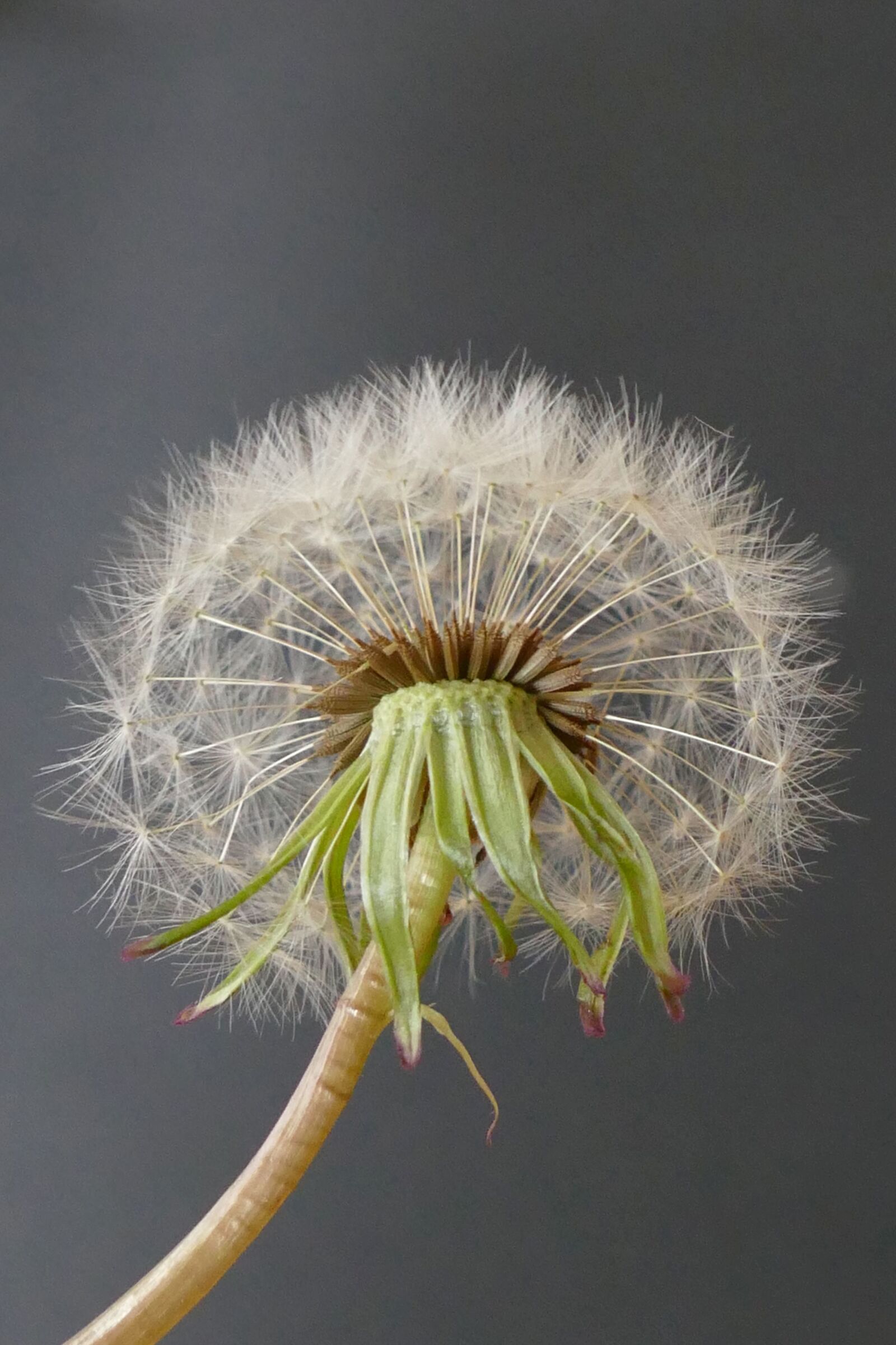Panasonic Lumix DMC-FZ1000 sample photo. Dandelion, seeds, nature photography