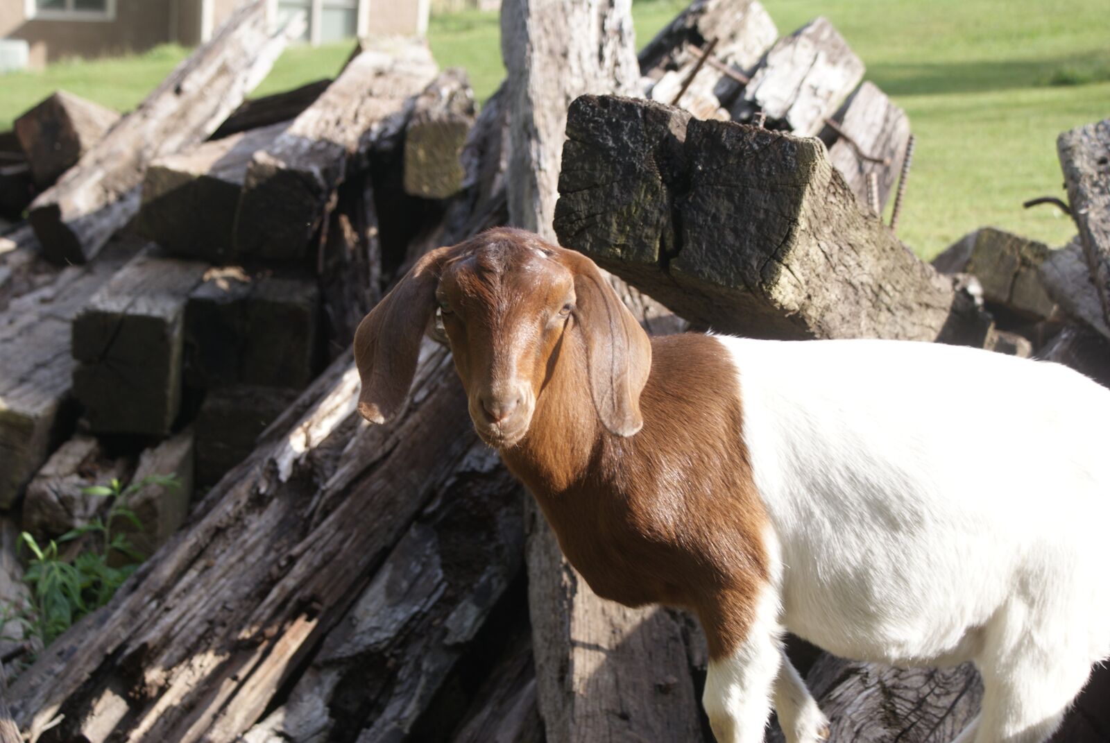 Sony Alpha DSLR-A200 sample photo. Goat, baby, cute photography