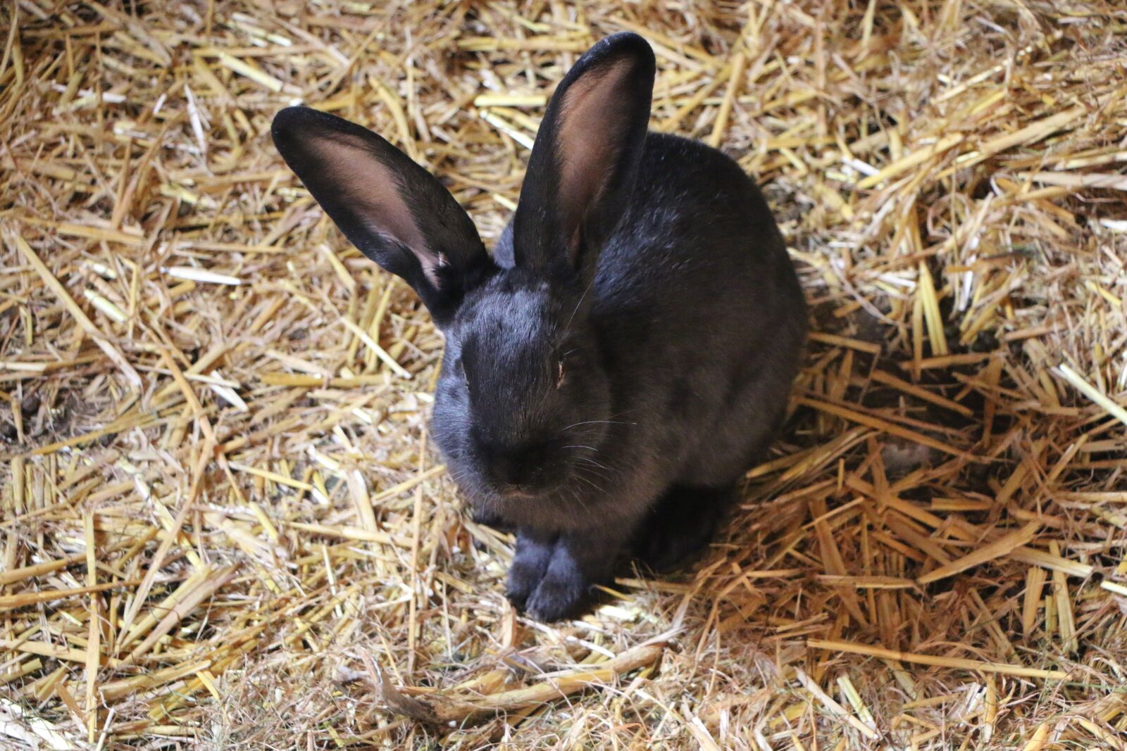 Canon EOS 70D sample photo. Hare, rabbit, hof photography