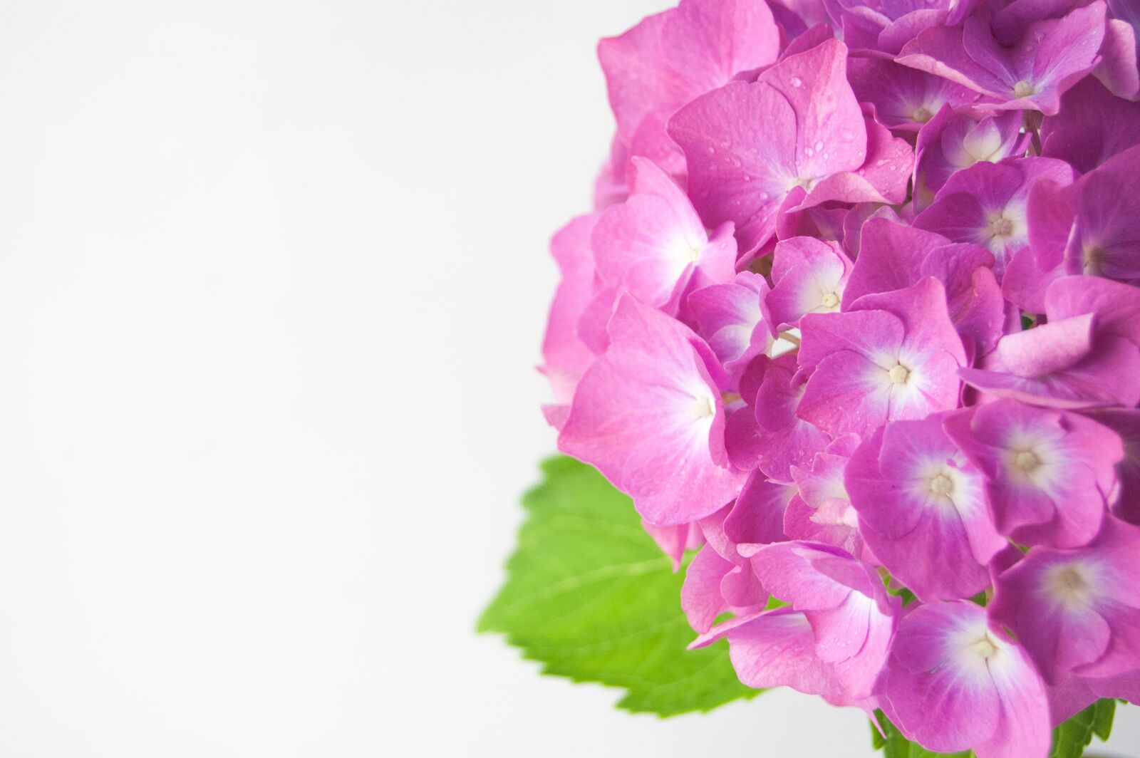 Nikon D40 sample photo. Flower, hydrangea, vase photography
