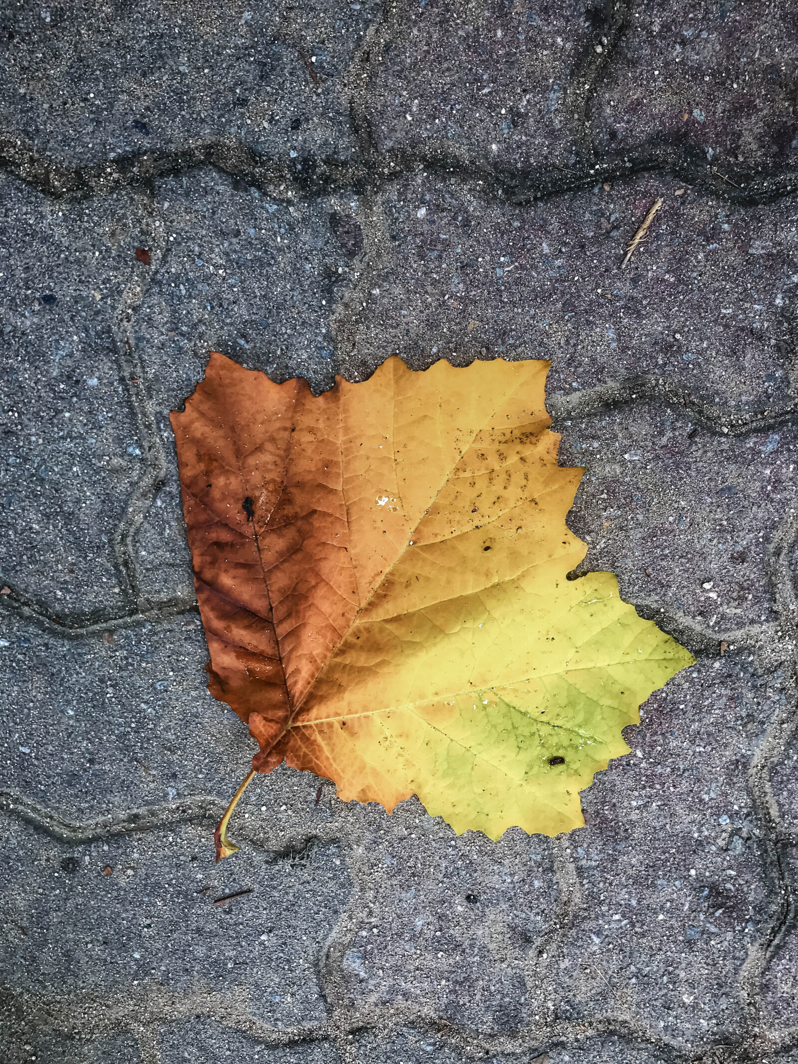 Apple iPhone 7 Plus sample photo. Autumn, autumnleaf, autumnleaves, fall photography