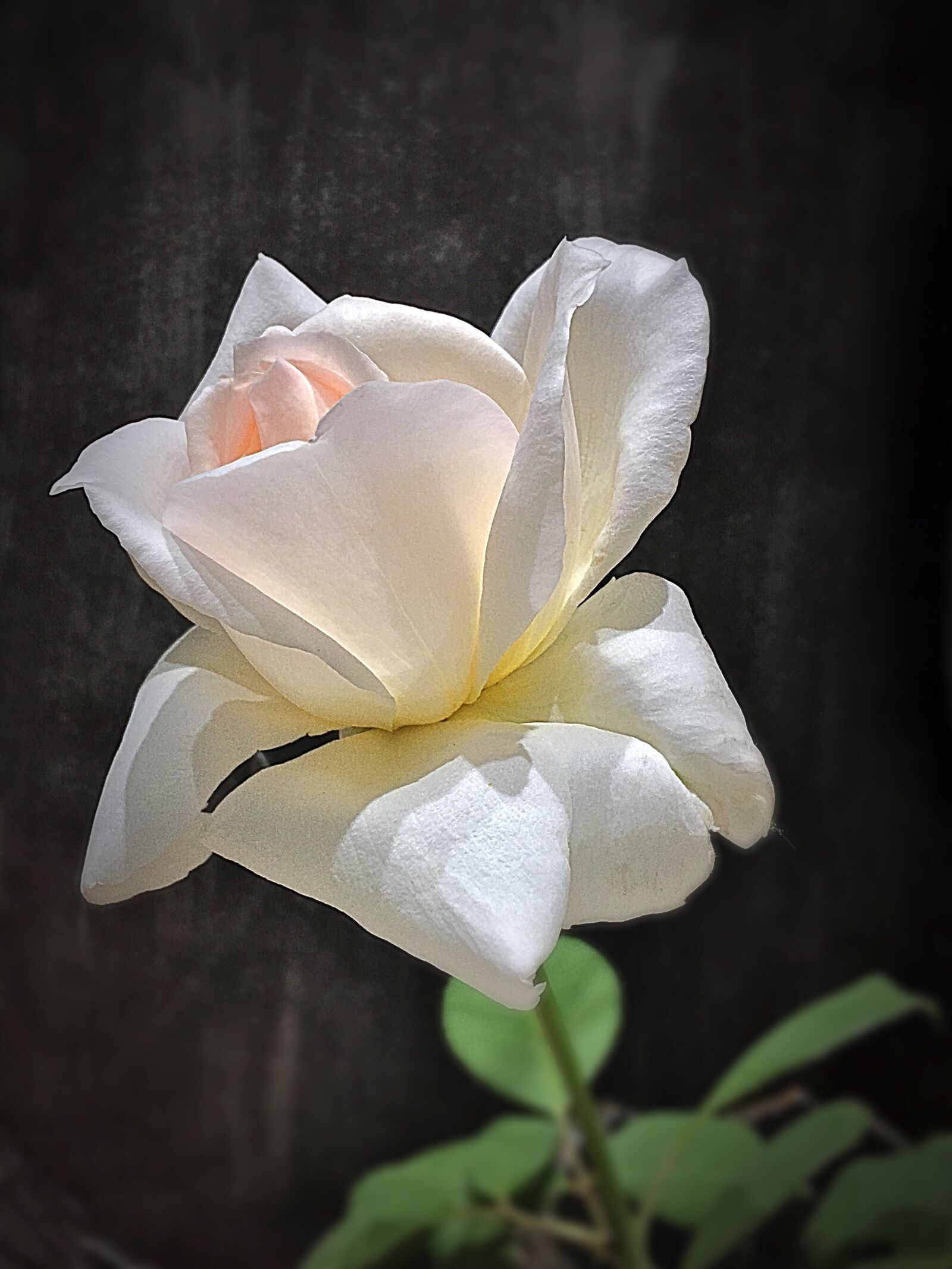 Apple iPhone 6s Plus sample photo. White rose, pimpollo, petals photography