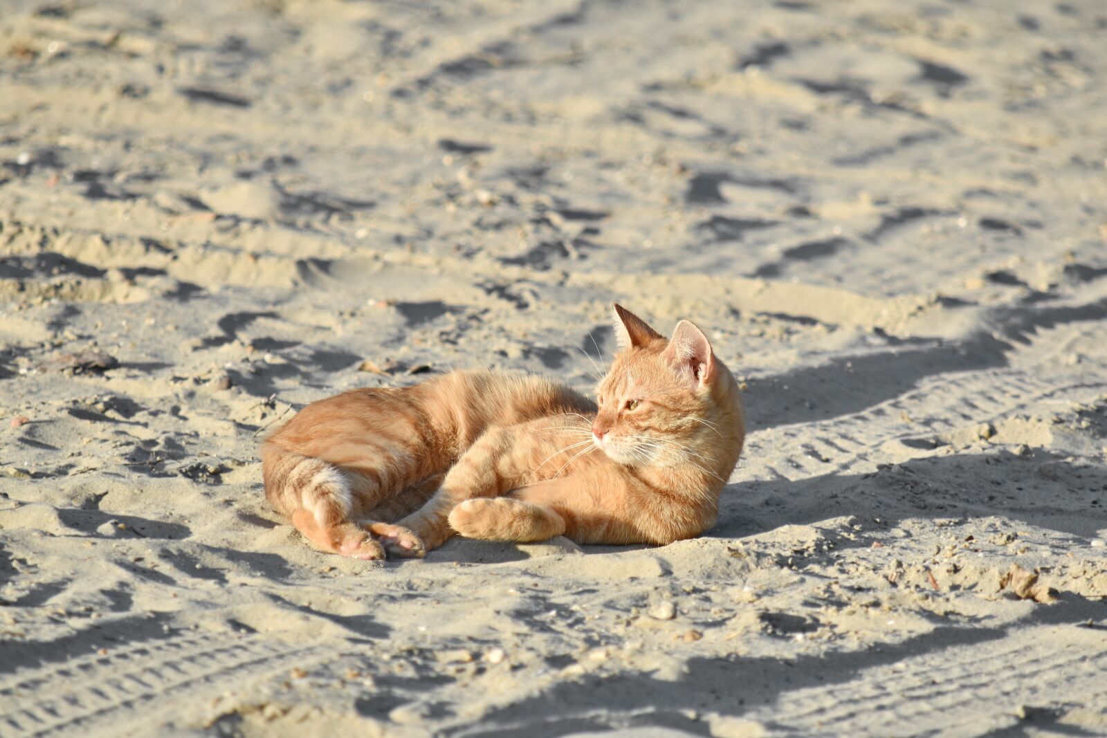 Nikon D5500 sample photo. Beach, domestic cat, orange photography