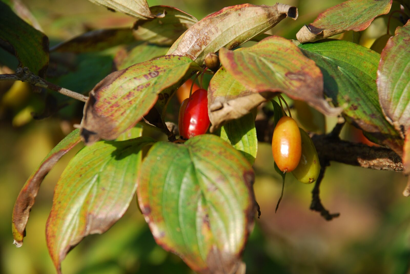 Nikon D80 sample photo. Autumn, wood, jujube photography