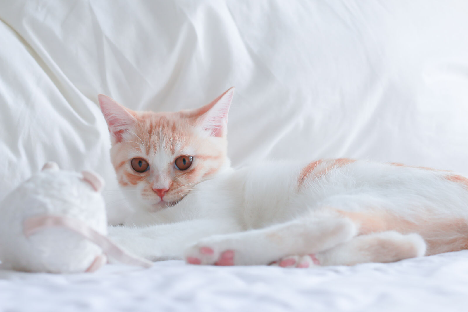 Canon EOS 70D + Canon EF 50mm F1.8 II sample photo. Cat photography
