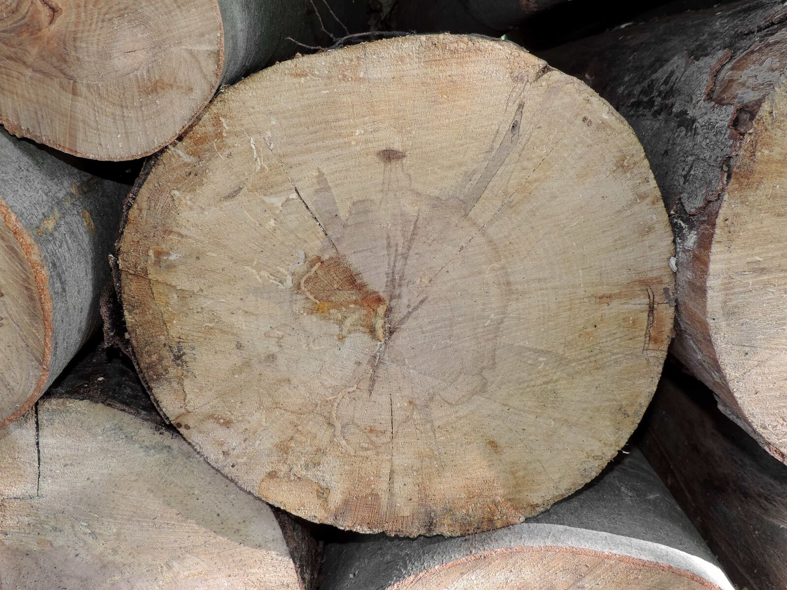 Nikon Coolpix P520 sample photo. Firewood, pile, wood, bark photography