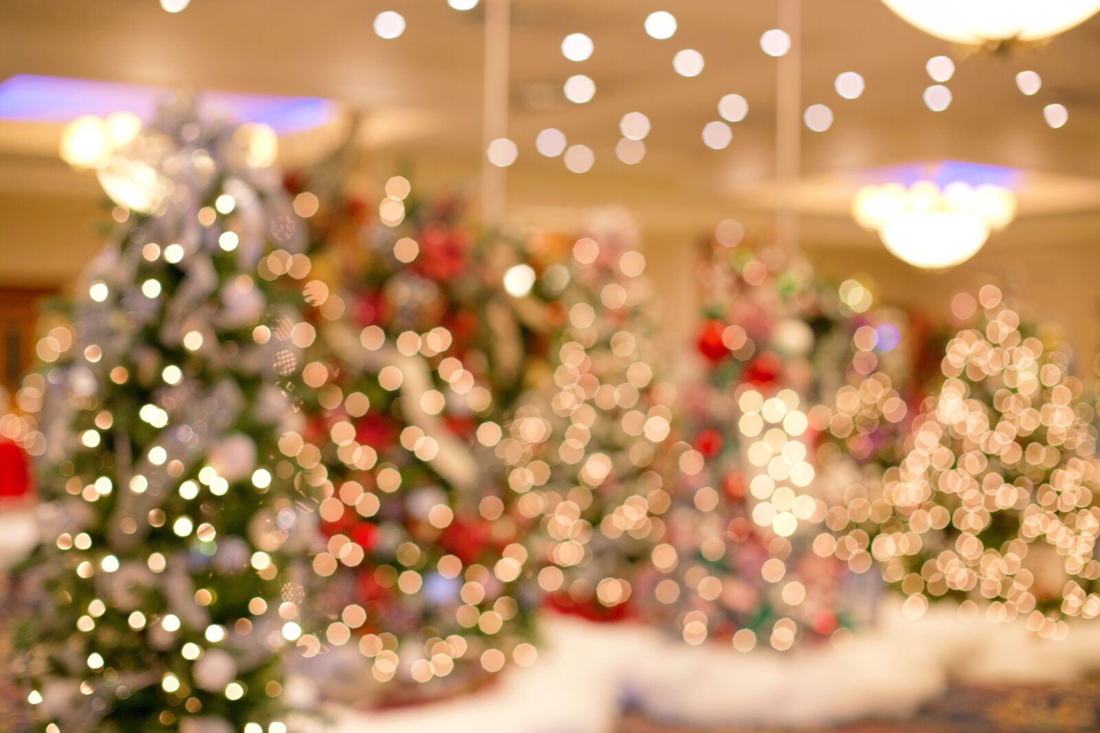 Canon EF 50mm F1.4 USM sample photo. Christmas trees, bokeh, christmas photography