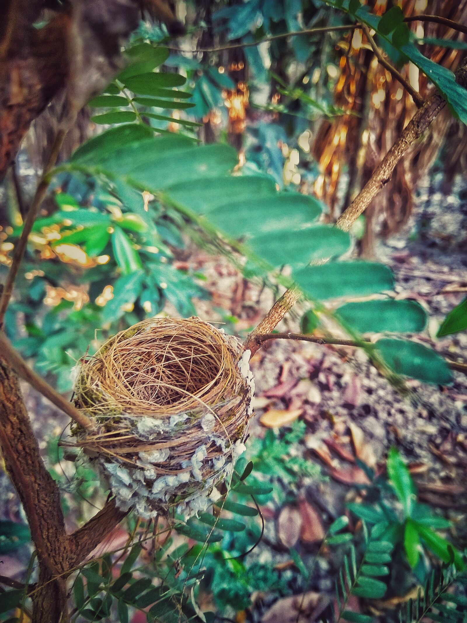 HMD Global Nokia 7 plus sample photo. Nest, dwelling place, abode photography