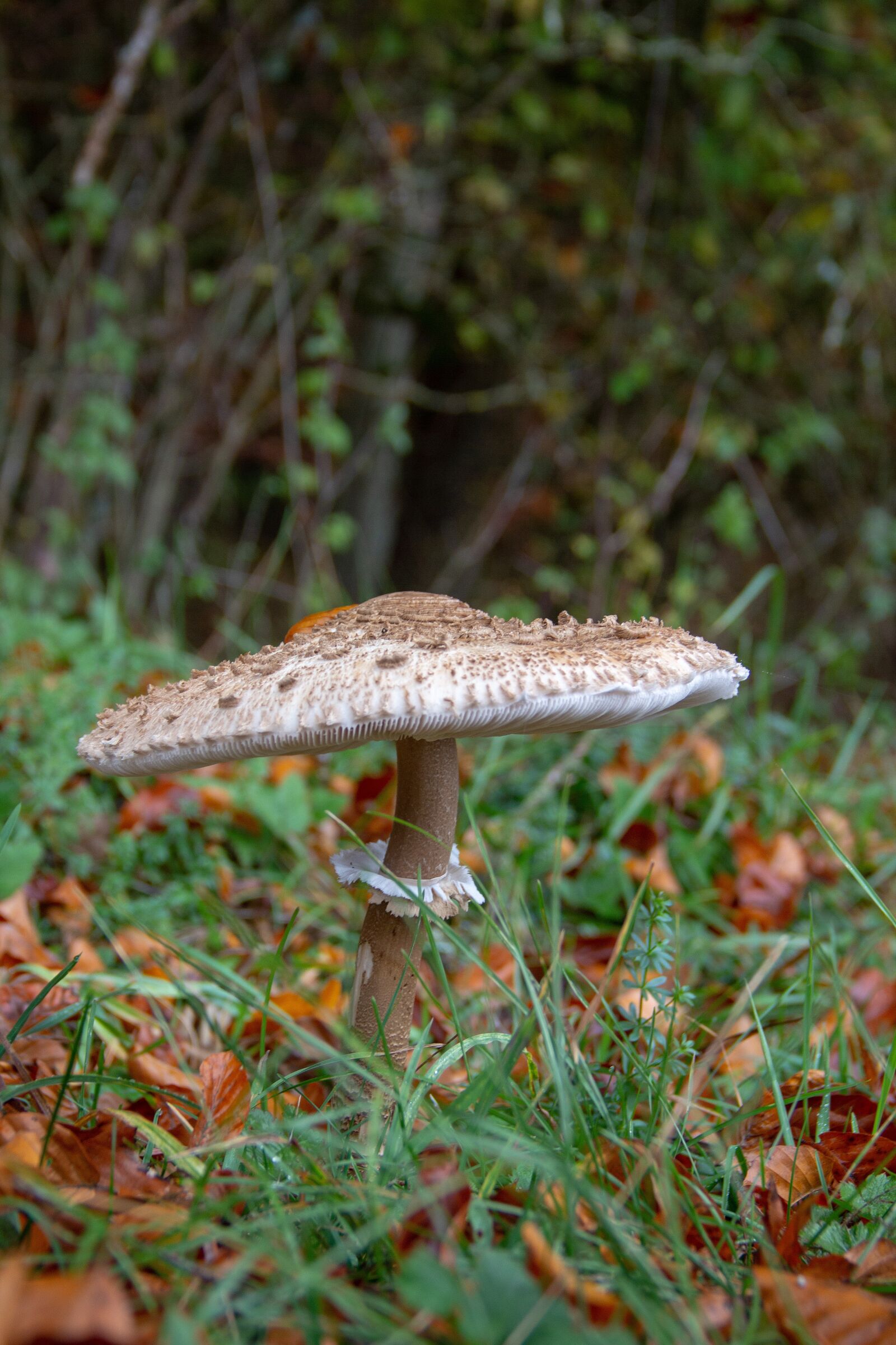 Canon EOS 60D sample photo. Mushroom, meadow mushroom, germany photography