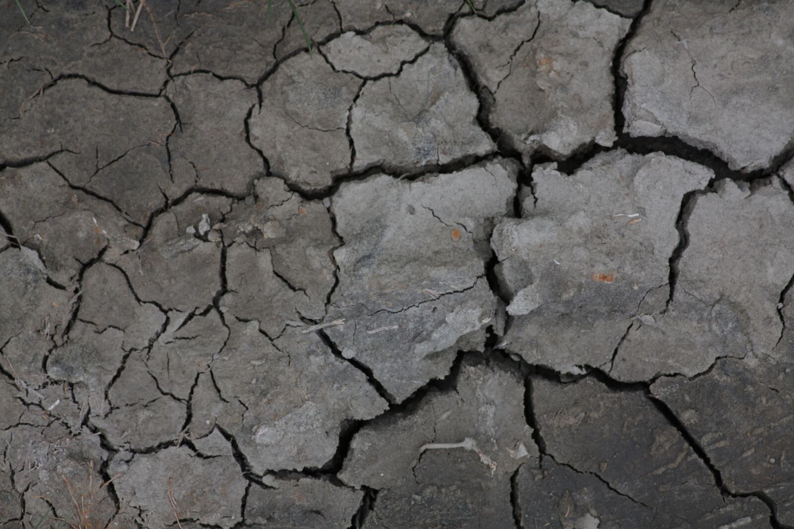 Canon EOS 450D (EOS Rebel XSi / EOS Kiss X2) sample photo. Ground, dry, stranded tramples photography