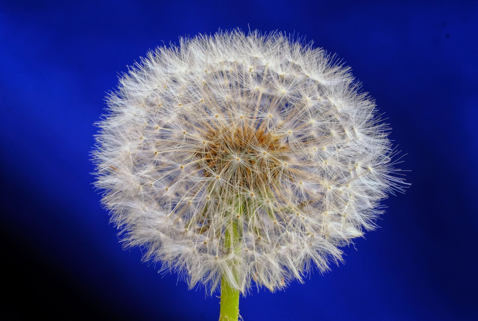 Fujifilm X-T2 + Fujifilm XF 80mm F2.8 R LM OIS WR Macro sample photo. Dandelion, blossom, bloom photography
