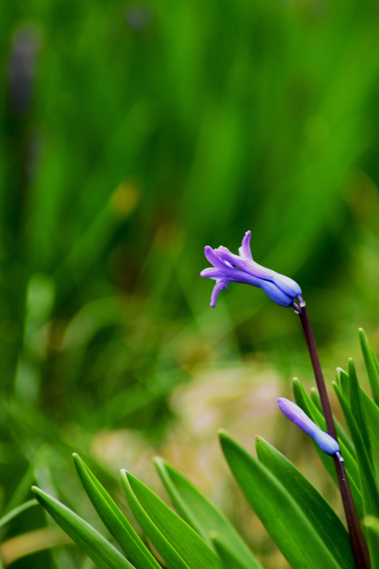 Nikon D3400 sample photo. Purple, green, background photography