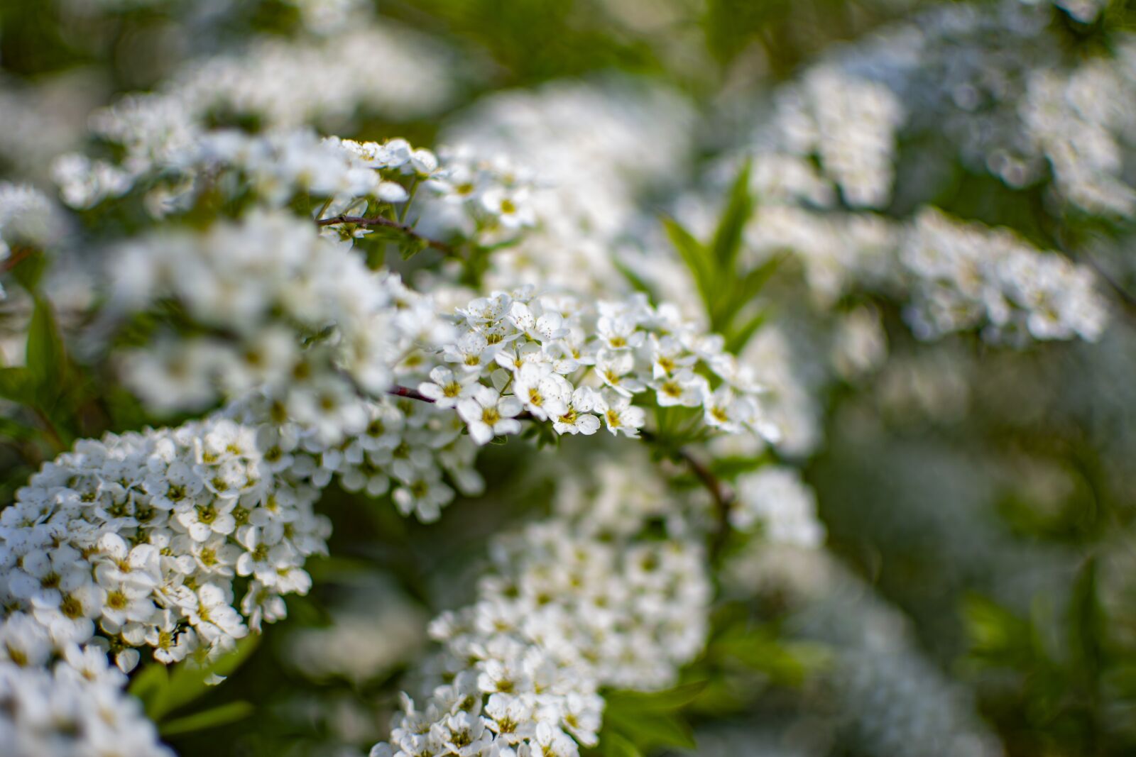 Nikon D5200 sample photo. Spring, flowers, season photography