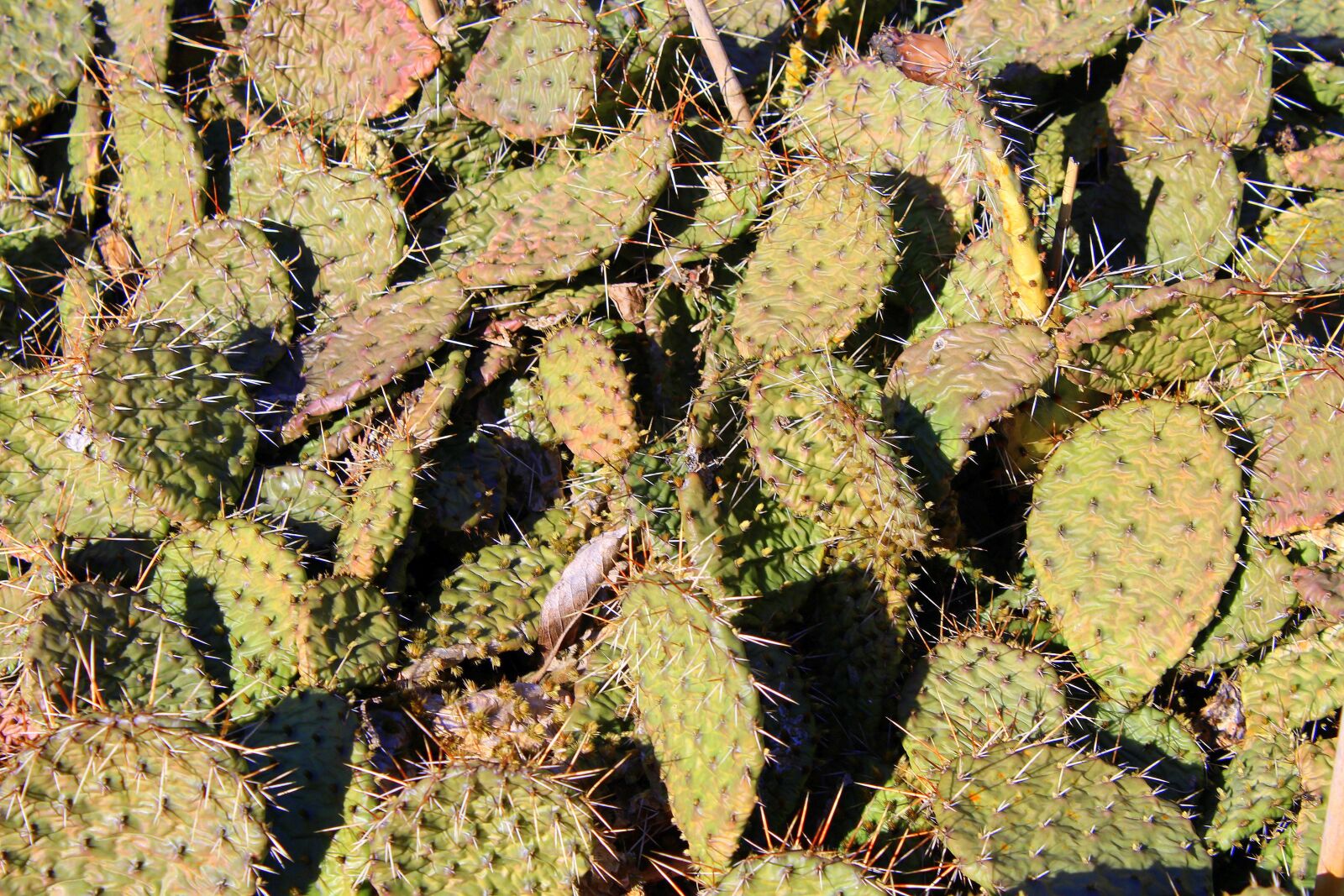 Canon EOS 1200D (EOS Rebel T5 / EOS Kiss X70 / EOS Hi) sample photo. Kaktusowate, succulents, stinging photography