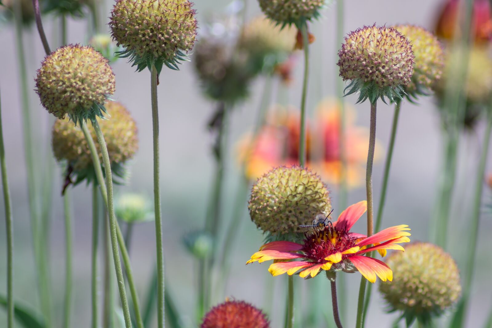 Nikon D7200 sample photo. Flower, nature, flora photography