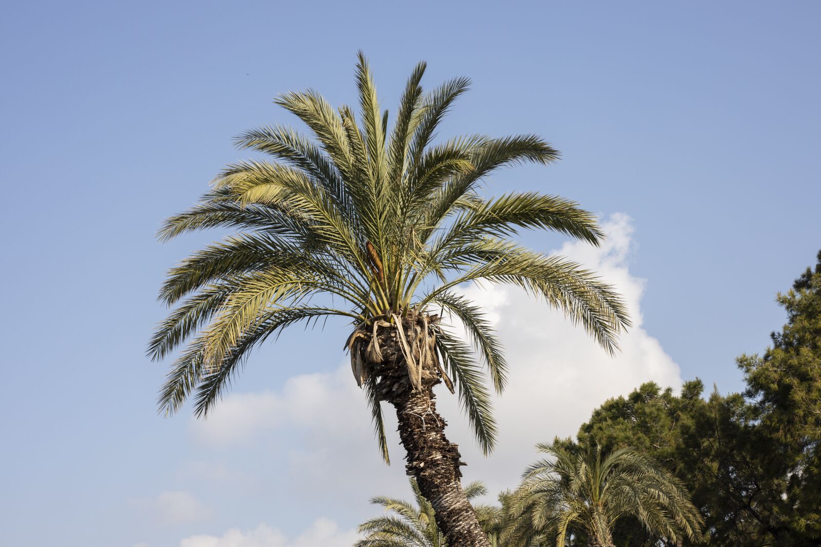 Canon RF 85mm F1.2L USM sample photo. Palm, tree, tropical photography