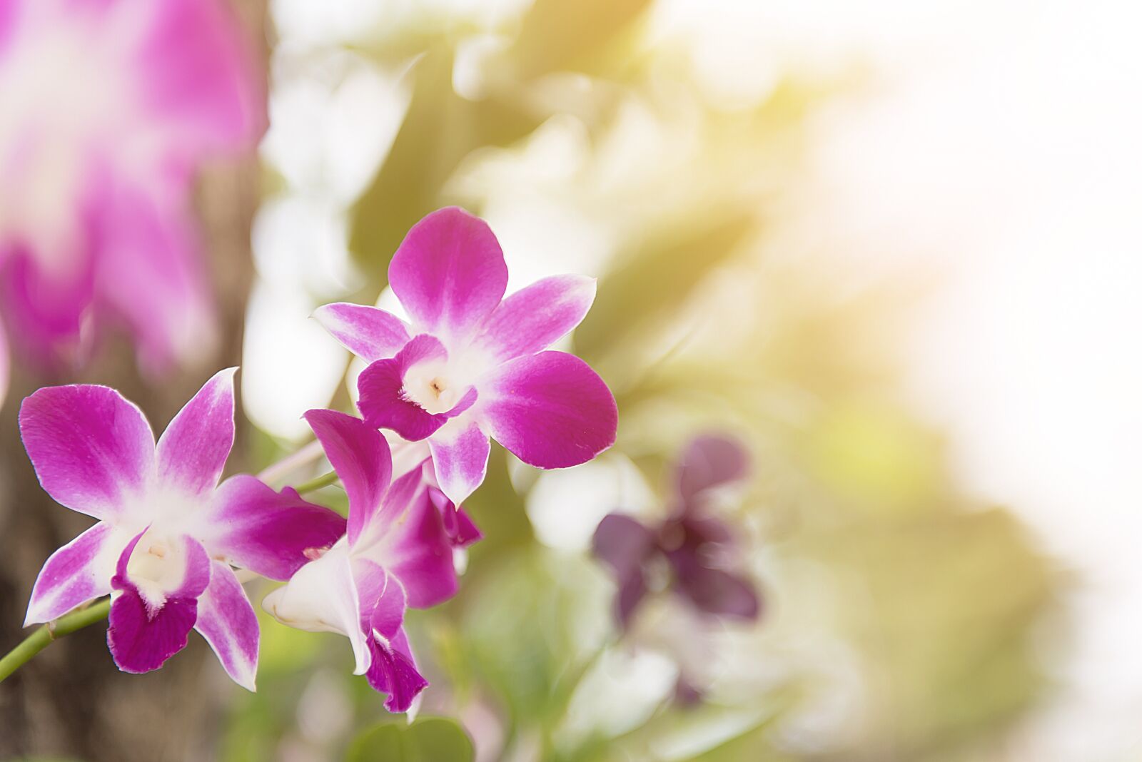Nikon D750 sample photo. Orchid, flower, purple photography