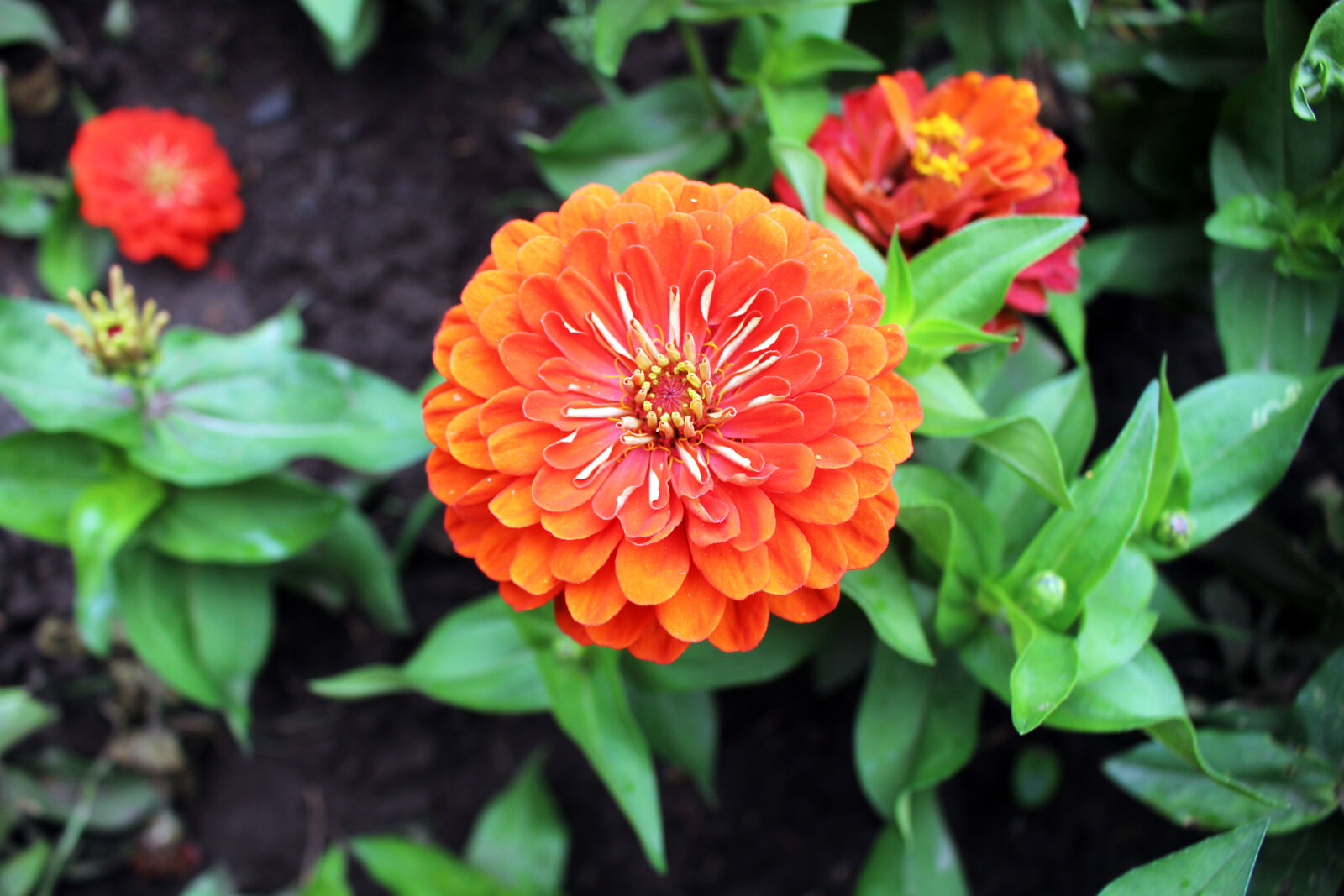 Canon EOS 700D (EOS Rebel T5i / EOS Kiss X7i) sample photo. Background, bloom, blossom, close photography