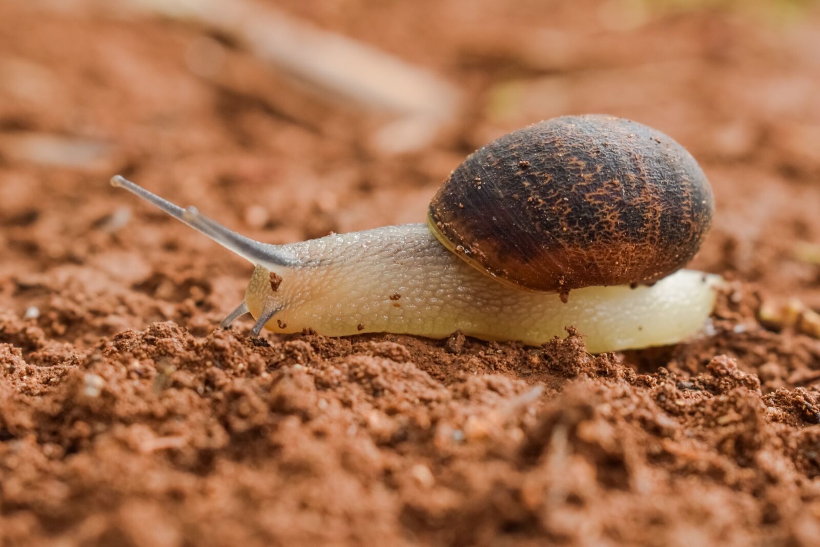 Nikon D3300 sample photo. Slow, snail, slimy photography