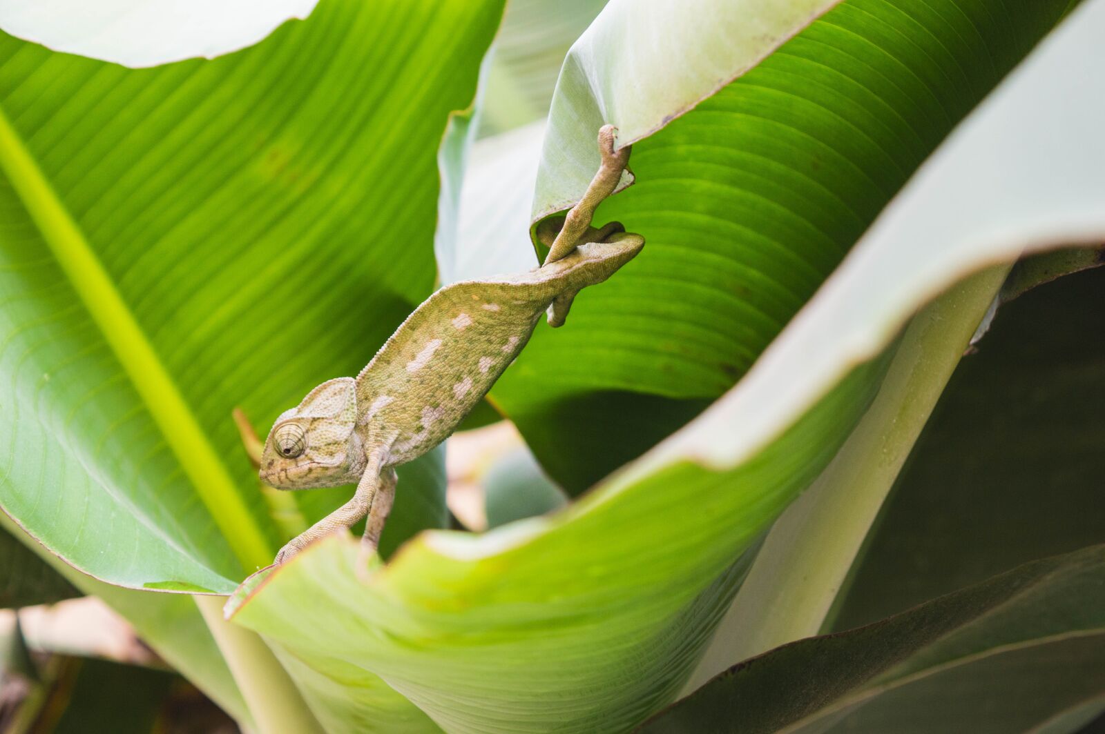 Nikon D3200 sample photo. Lizard, animal, reptile photography