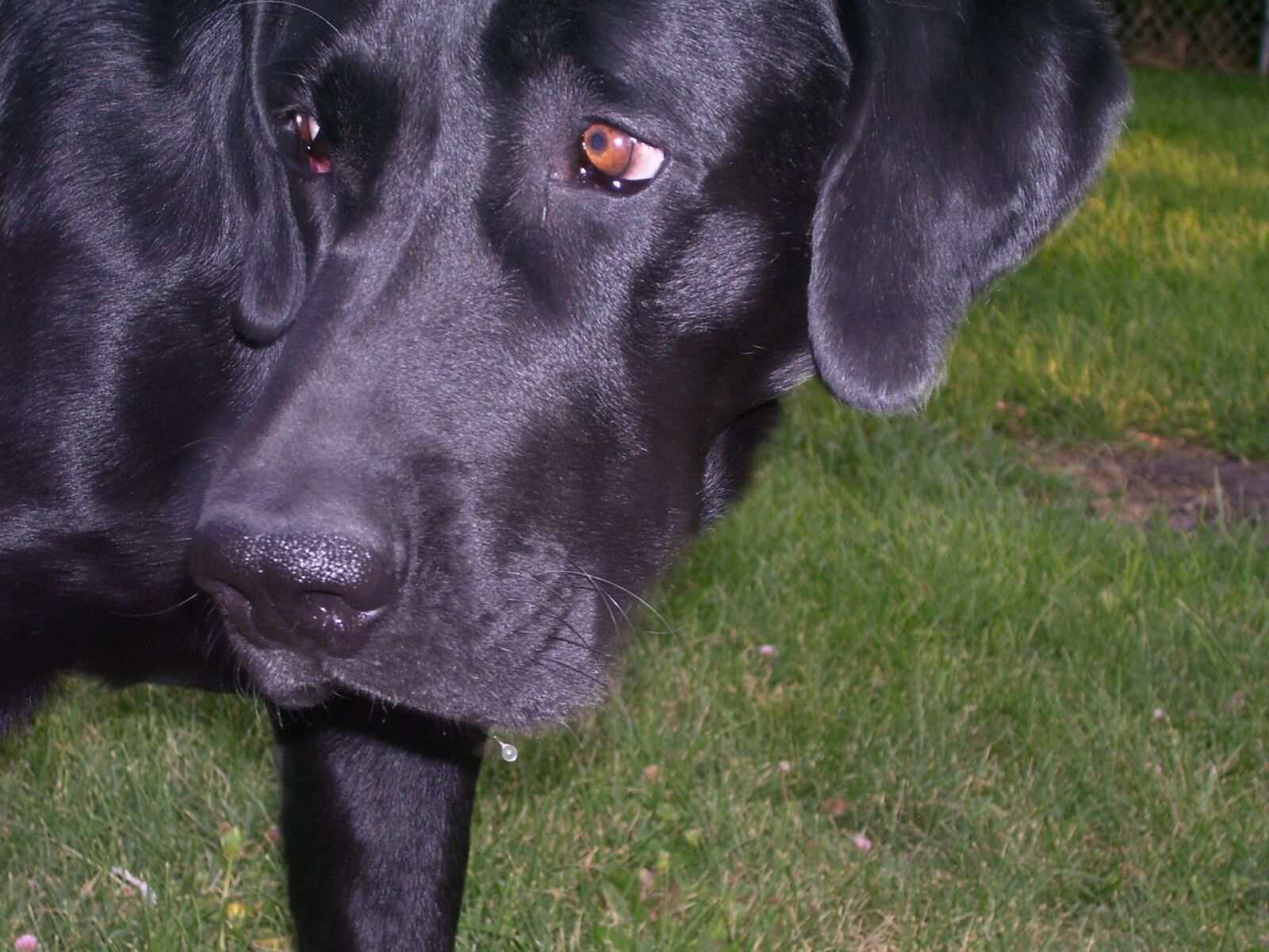 Kodak C340 ZOOM DIGITAL CAMERA sample photo. Dog, black, labrador photography