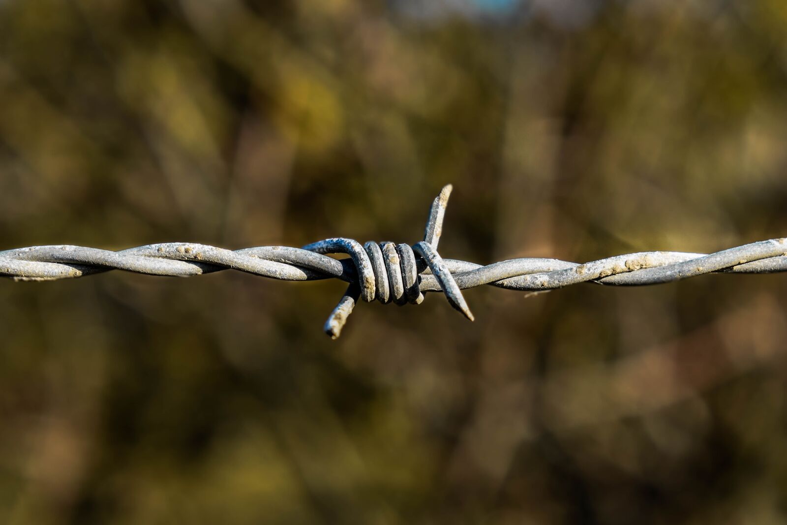 Nikon D3500 sample photo. Barbed wire, metal, thread photography