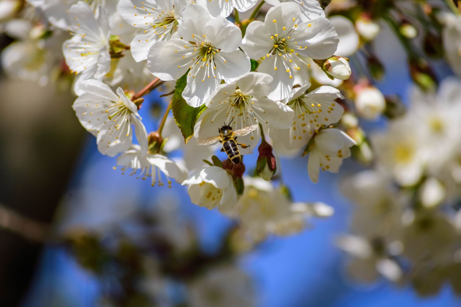 Nikon D3400 sample photo. Flower, bee, insect photography